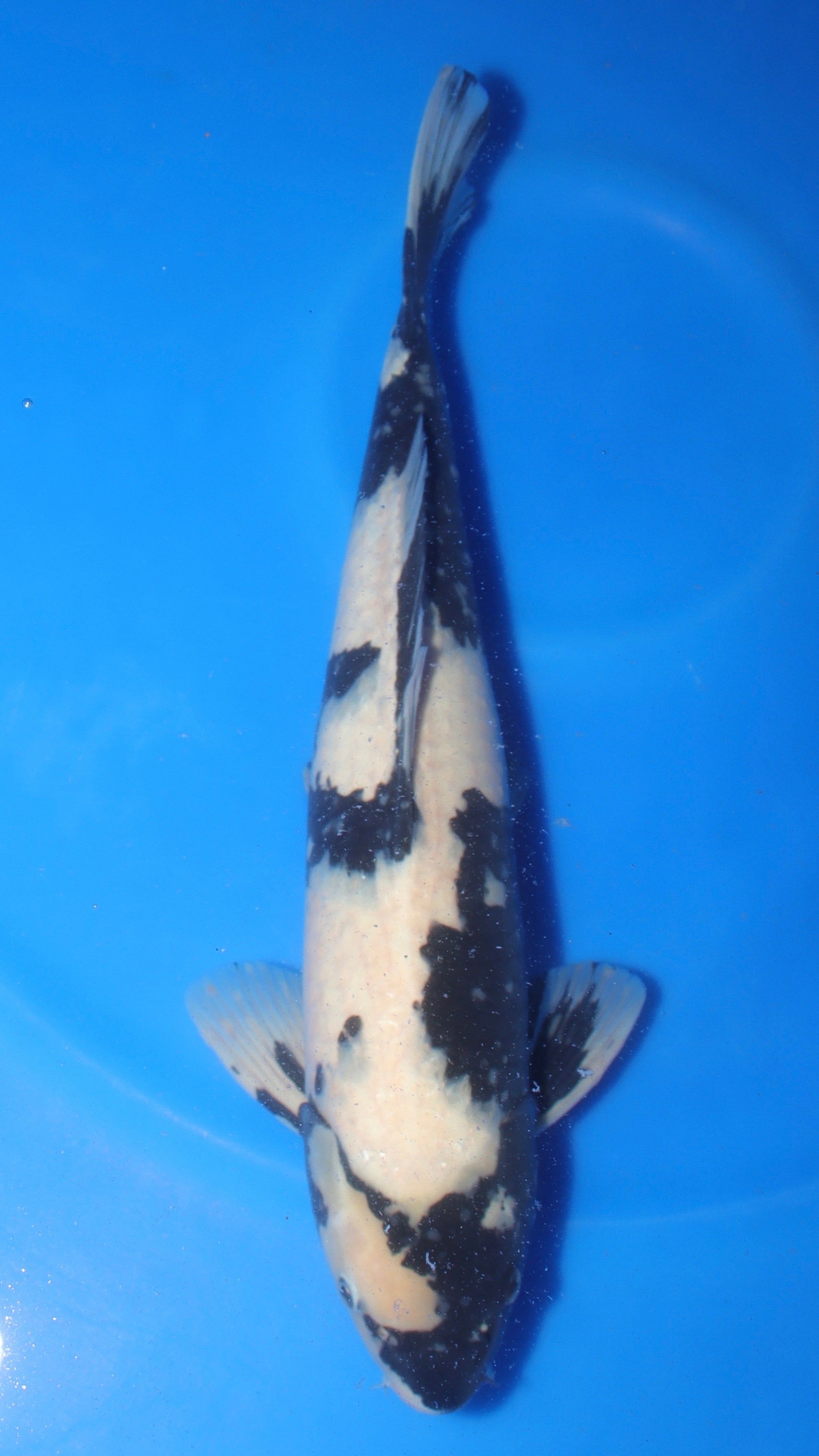 Best koi food for color — Mystic Koi Nutrition Center