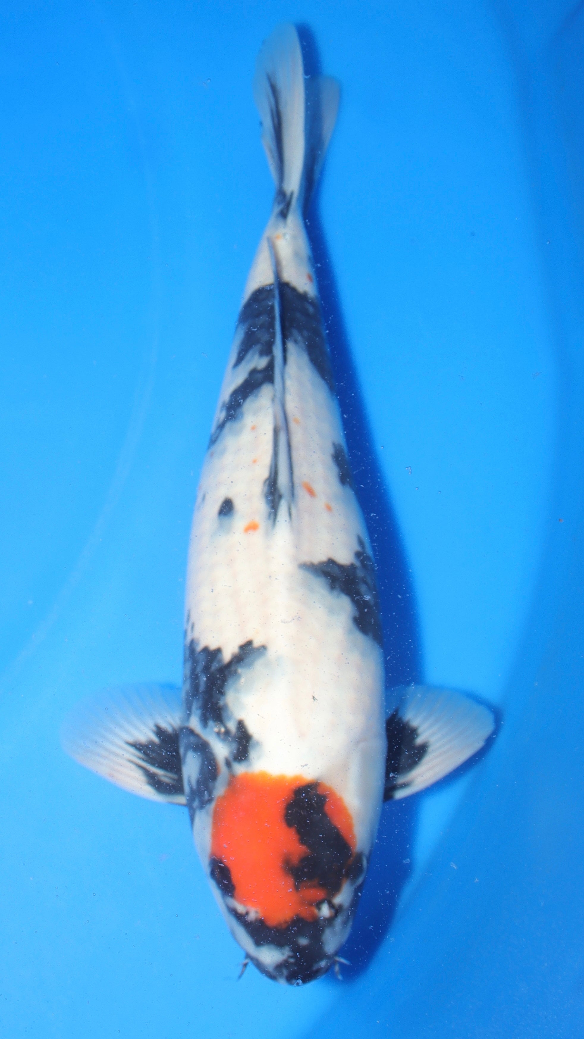What do koi eat — Mystic Koi Nutrition Center