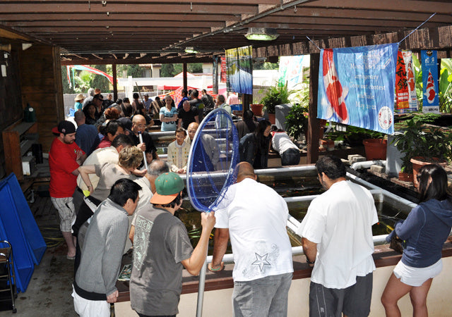 Koi Fest 2024