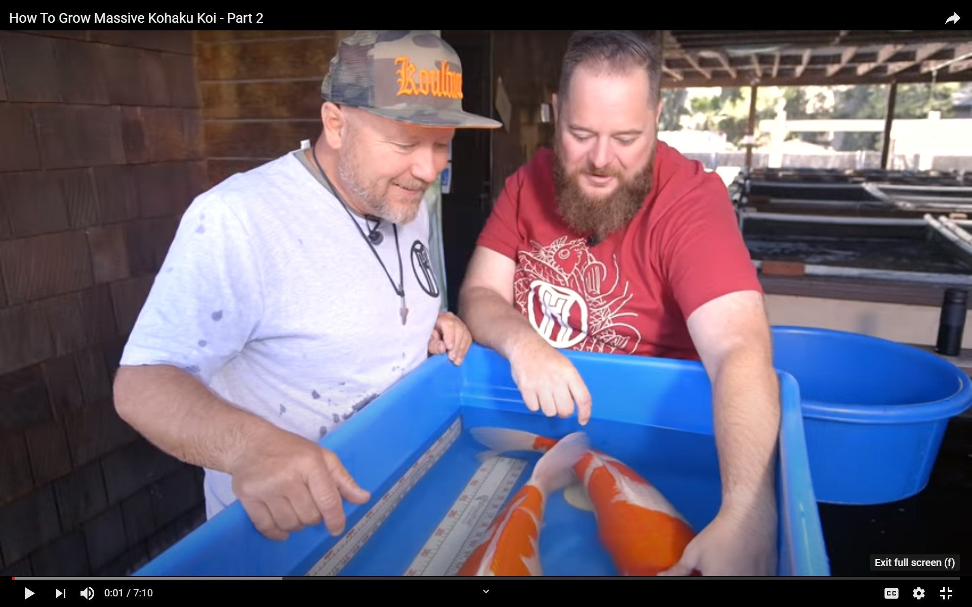 How To Grow Massive Kohaku Koi