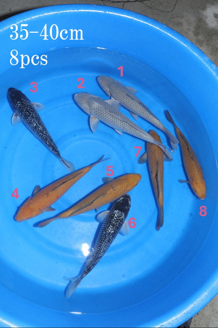 Omosako Variety Bowl #1