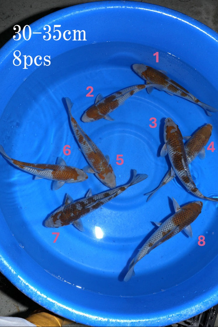 Omosako Ochiba Bowl #1