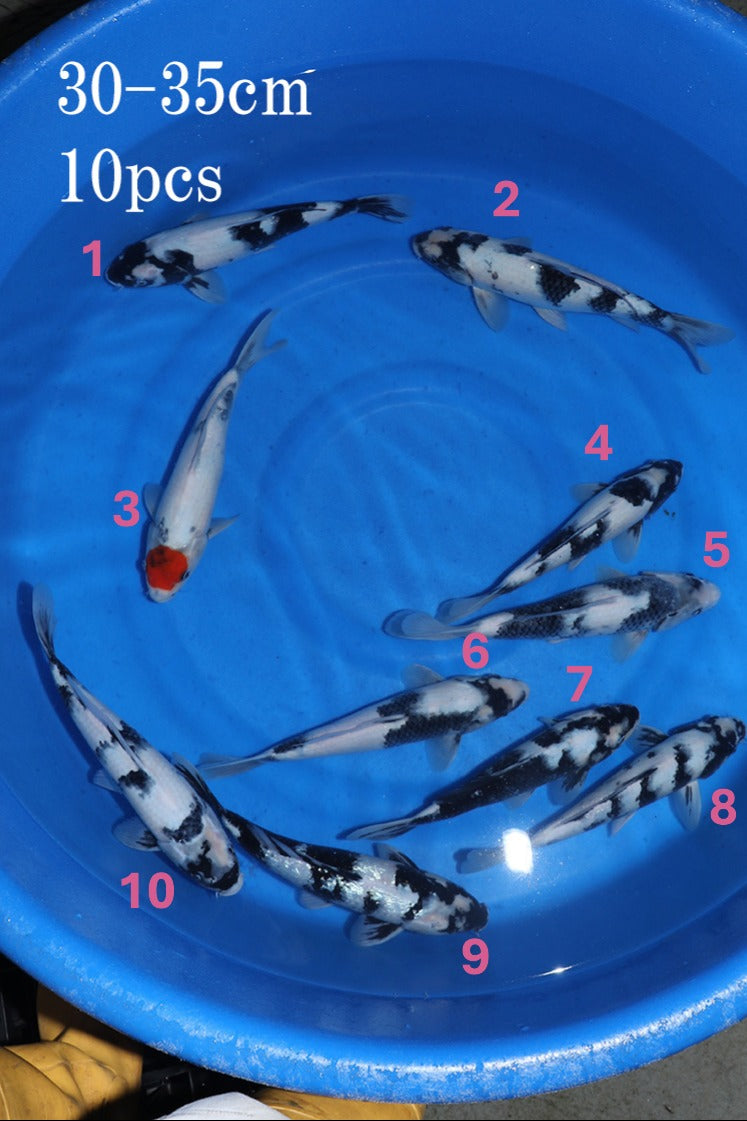 Omosako Shiro Utsuri Bowl #1