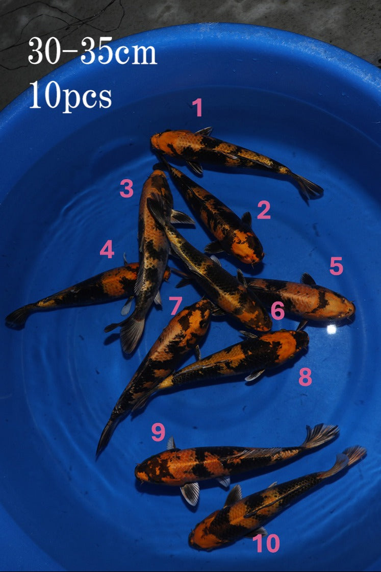 Omosako Kin Ki Utsuri Bowl #1