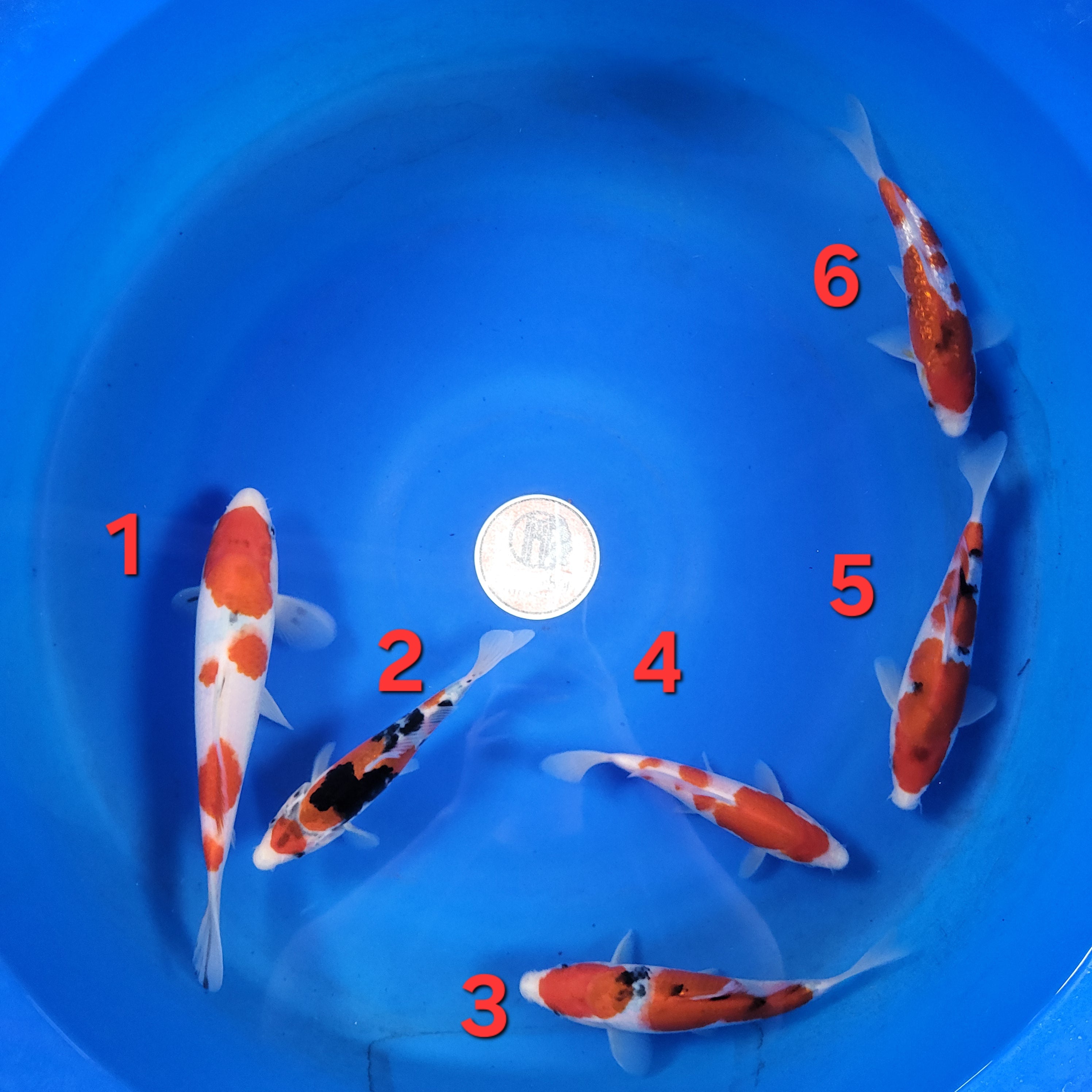 Taniguchi Fall 2025 Bowl 2