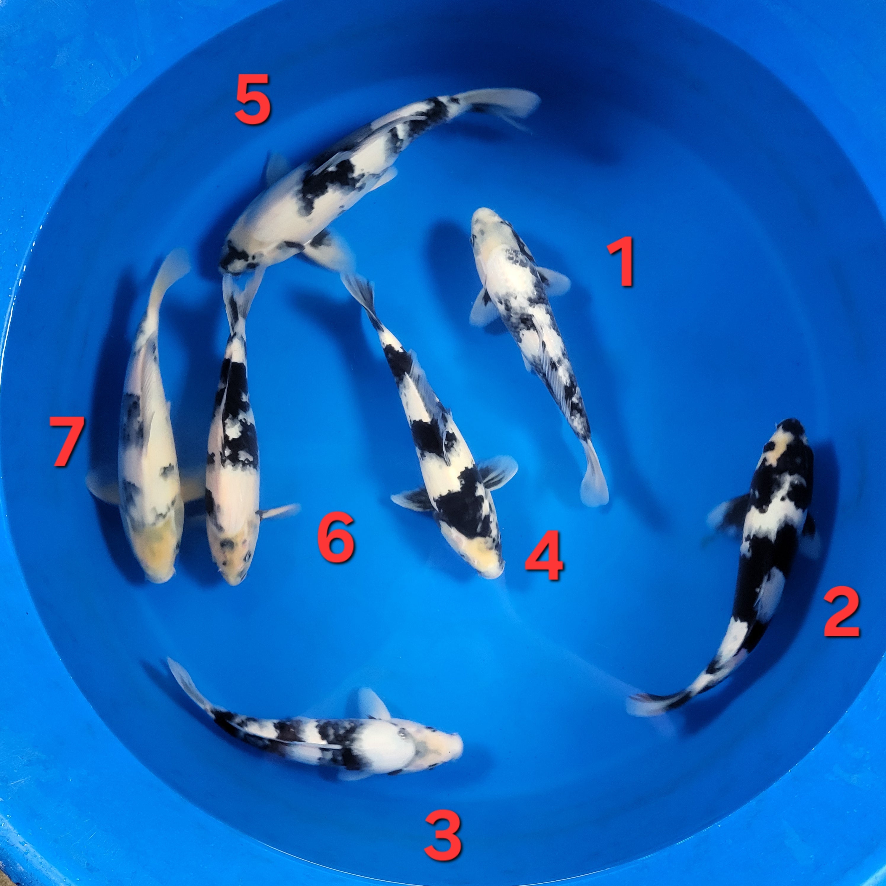 Omosako Fall 2025 Bowl 1