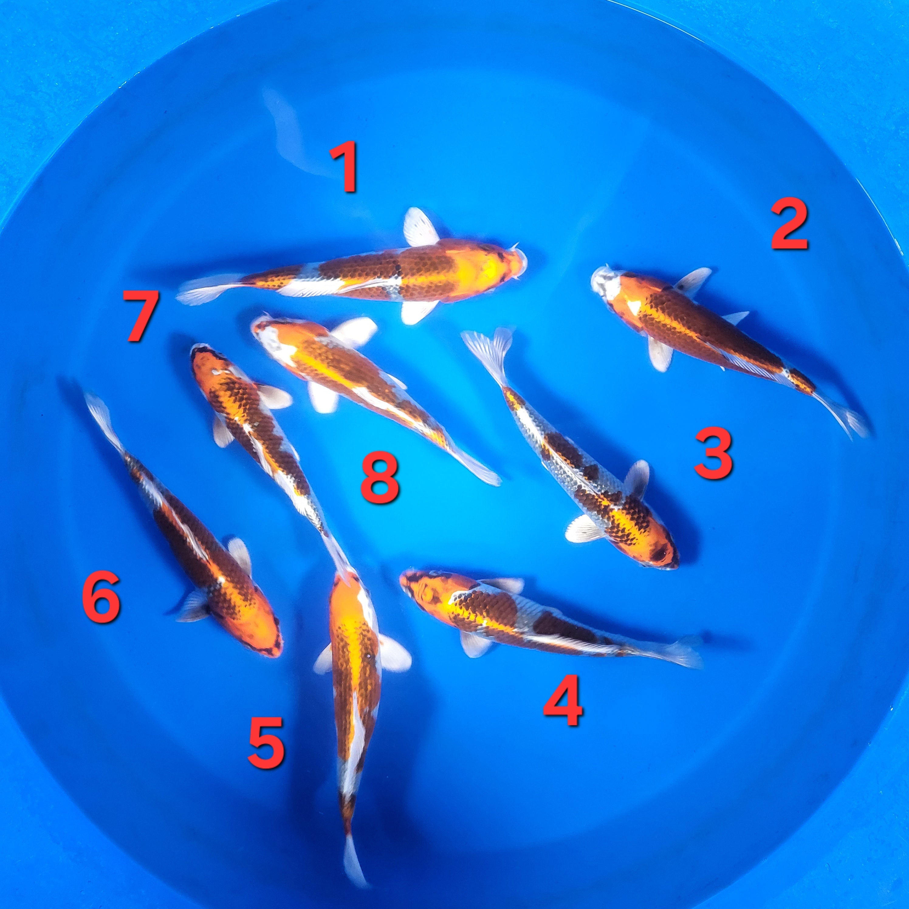 Omosako Fall 2025 Bowl 2