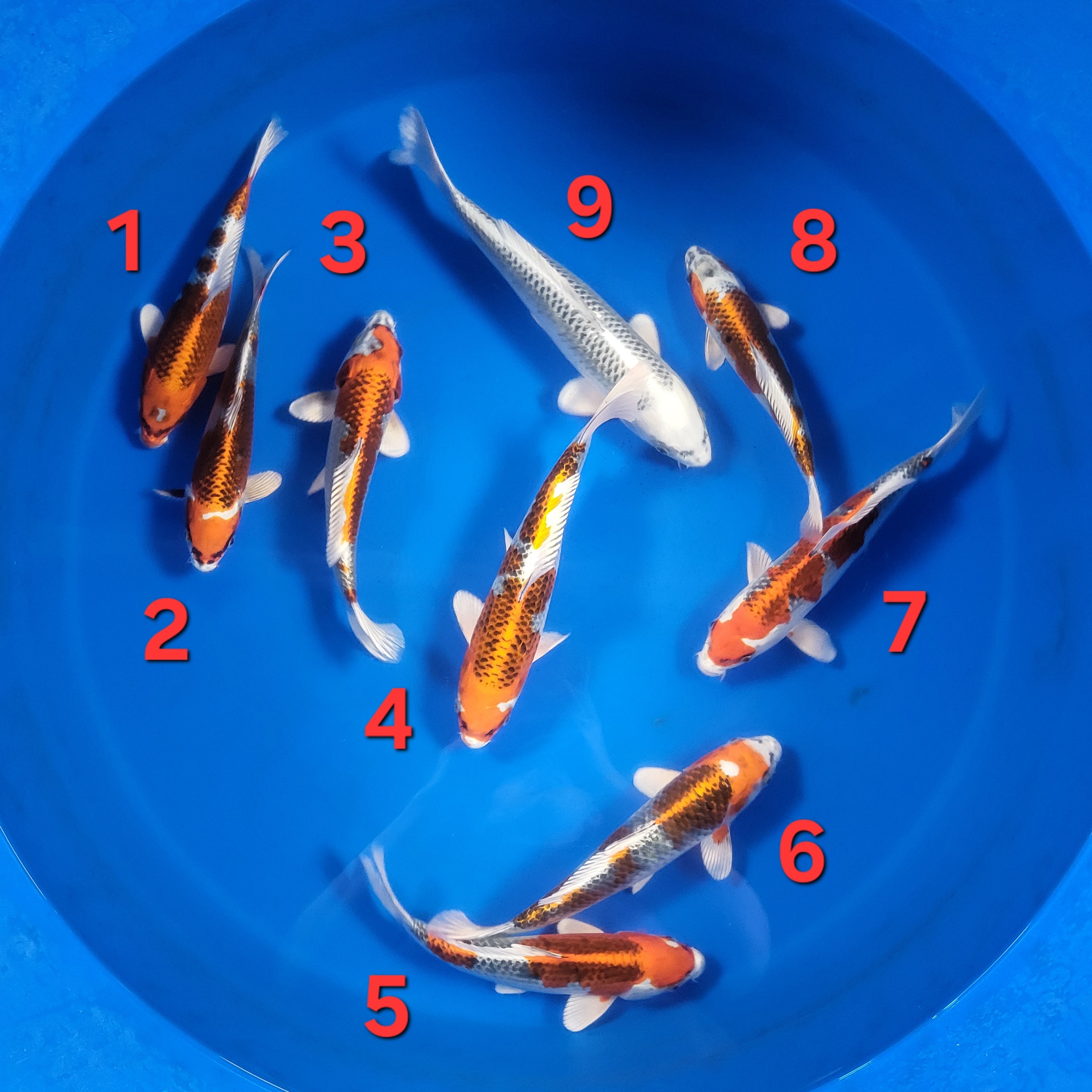 Omosako Fall 2025 Bowl 3