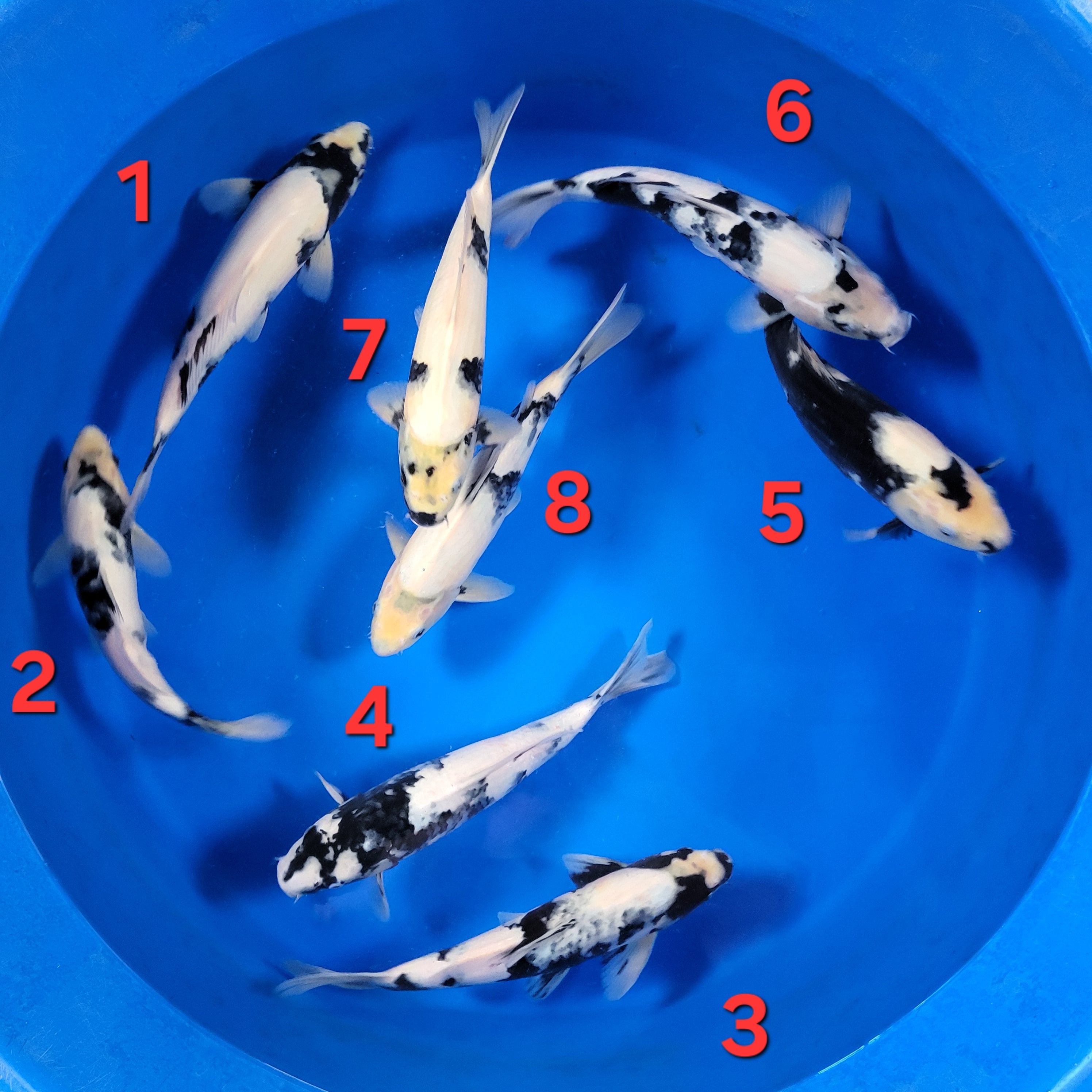 Omosako Fall 2025 Bowl 4