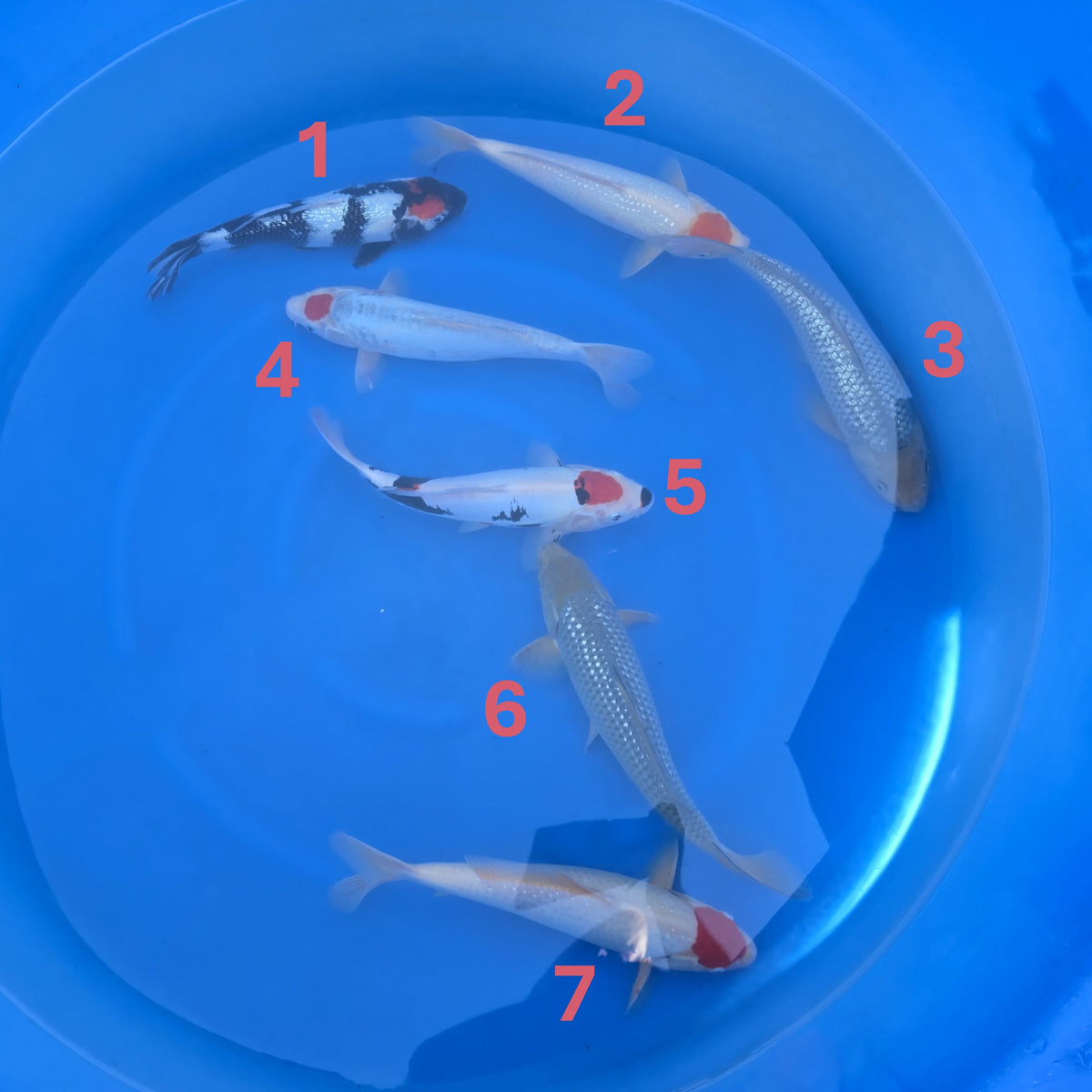 Koda Variety Bowl #4 - Japanese koi fish for sale at Mystic Koi