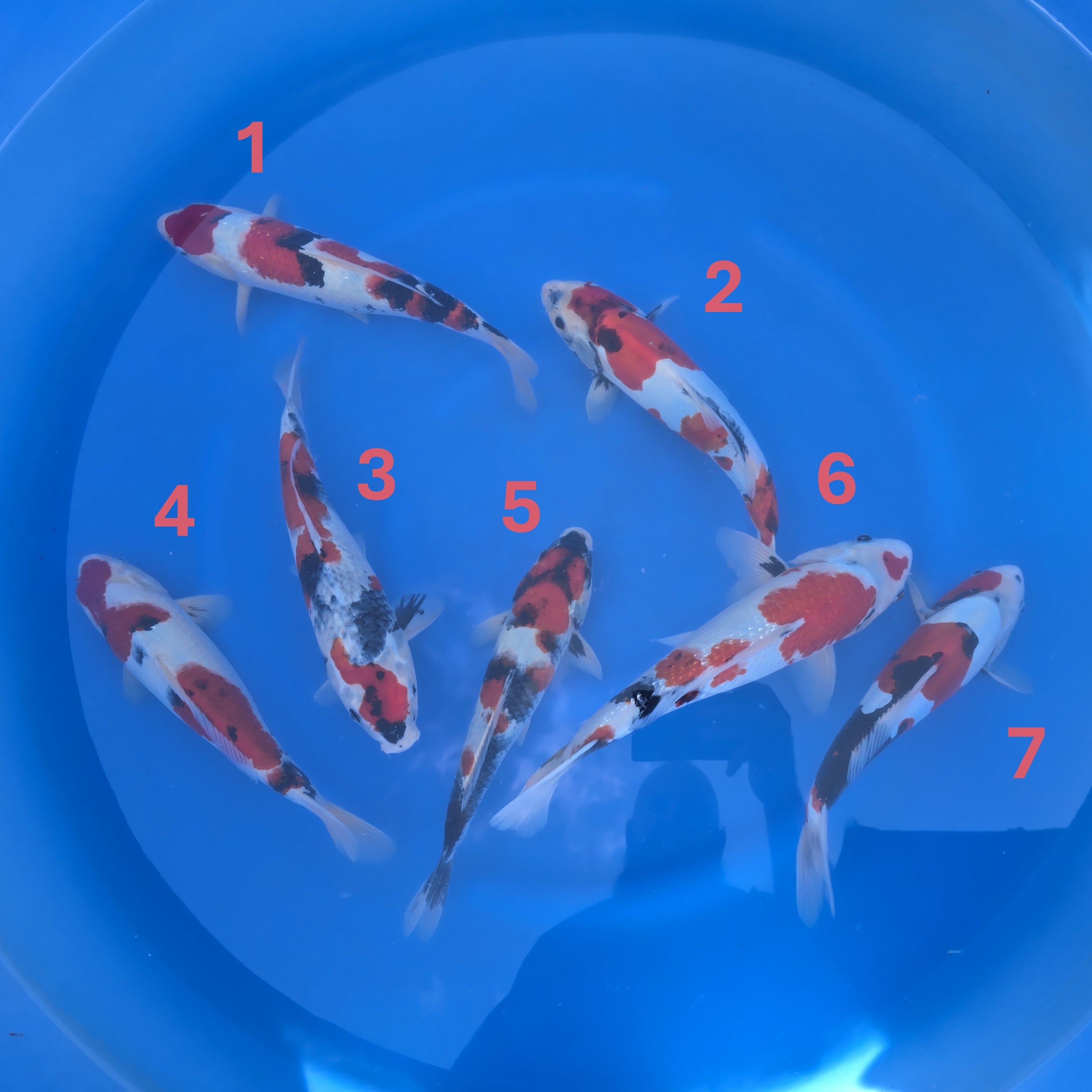 Koda Variety Bowl #5