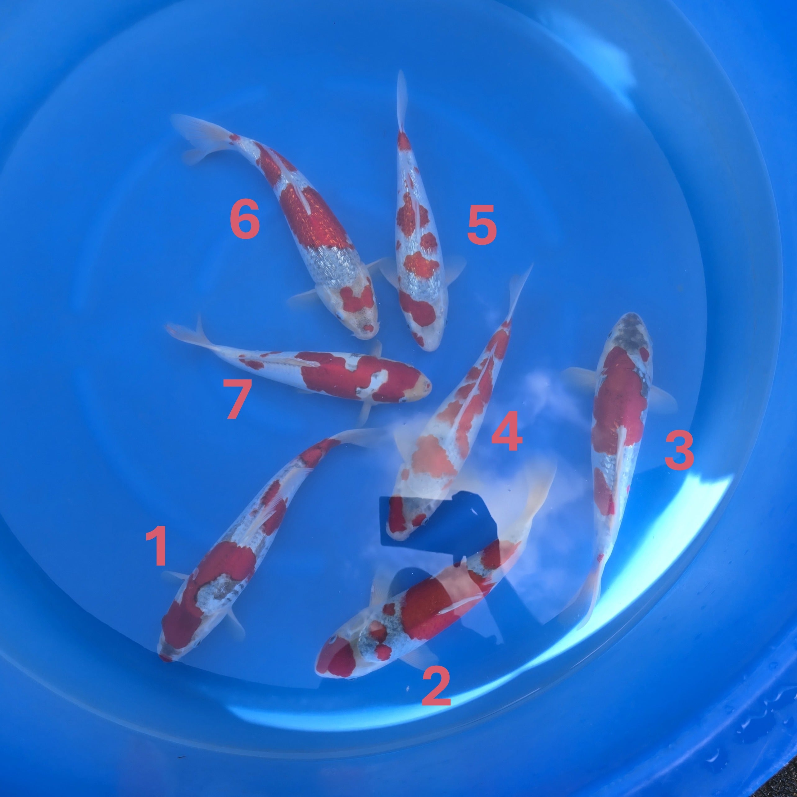 Koda Goshiki Bowl #1