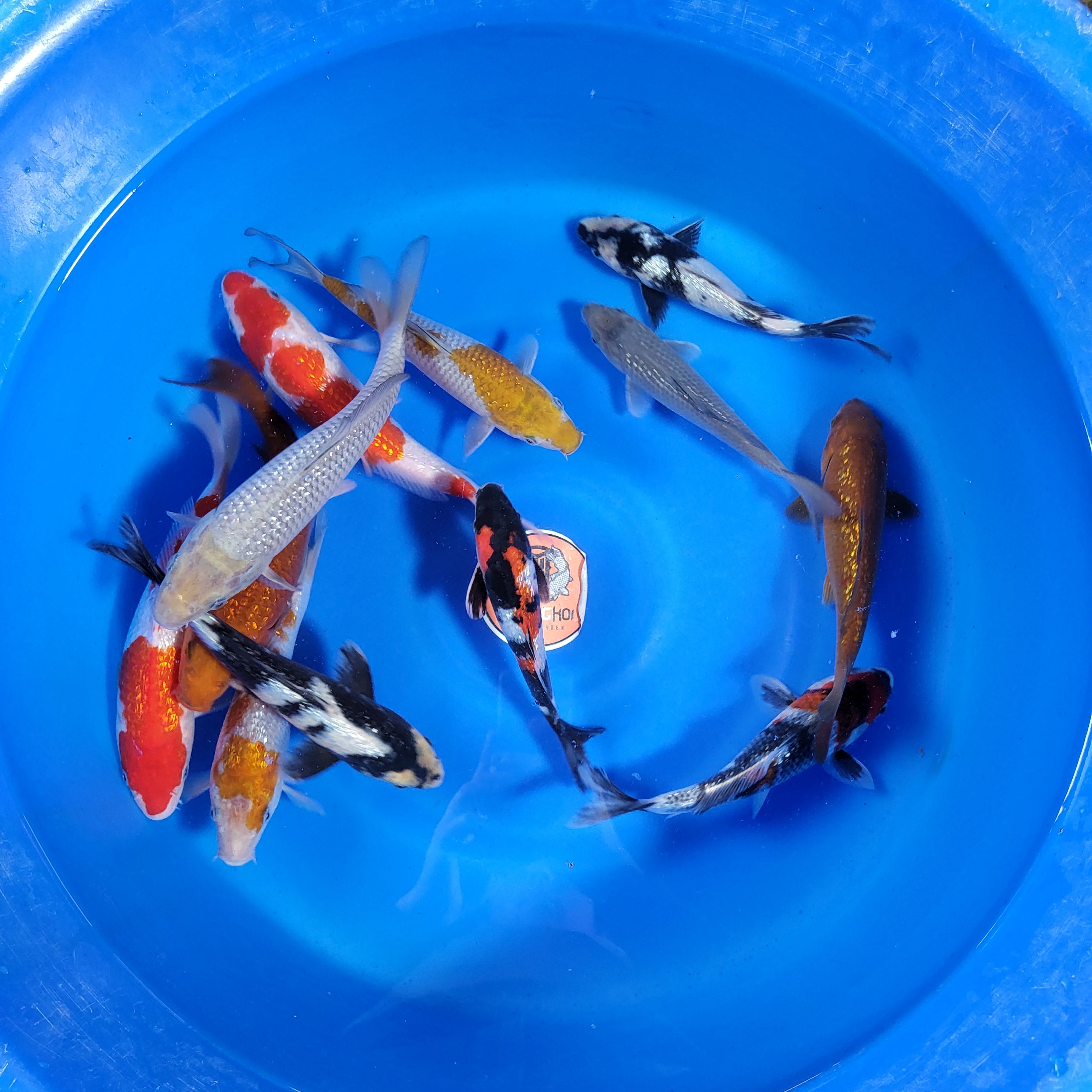 Koda GinRin Akanisai Omakase