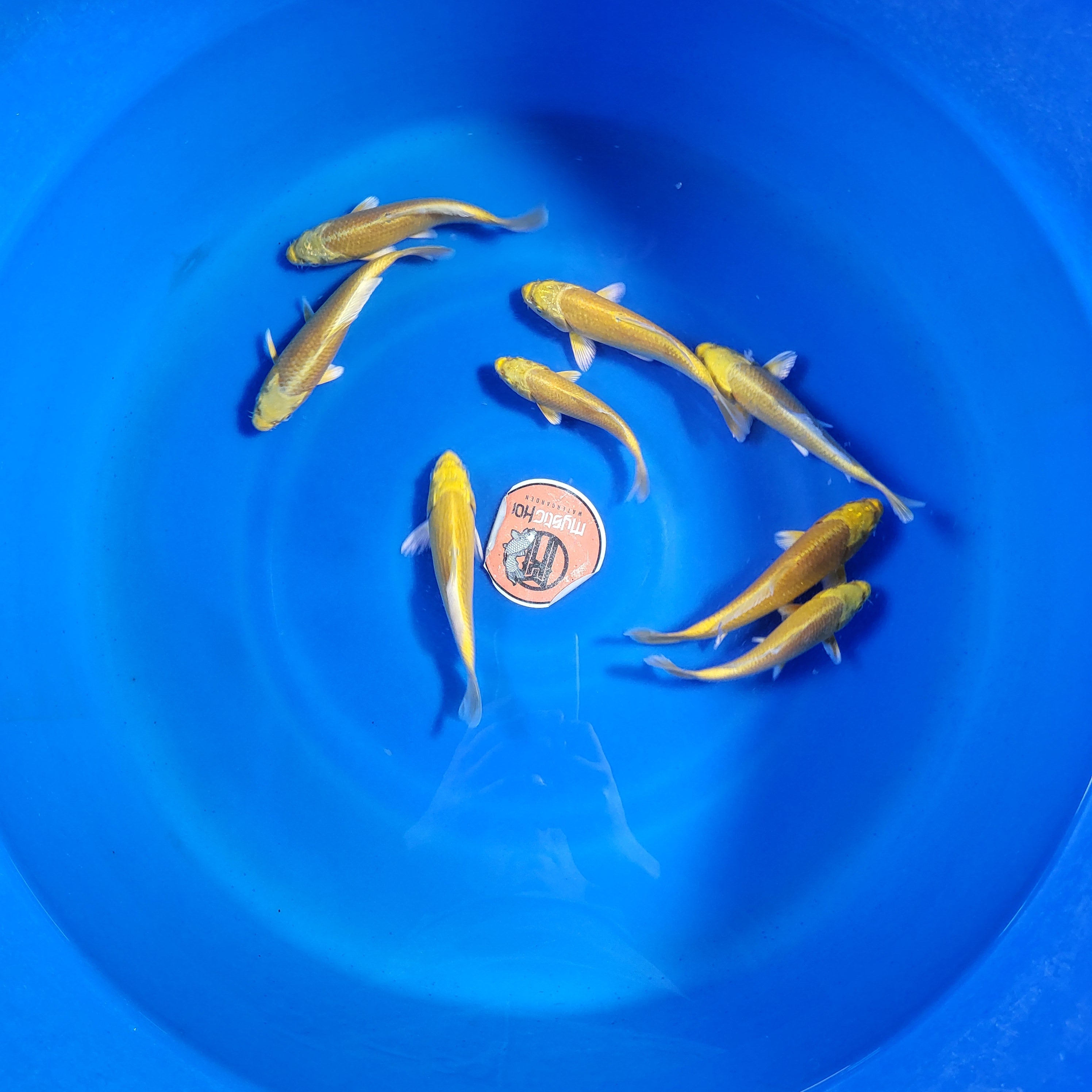 Izumiya Yamabuki Ogon Omakase