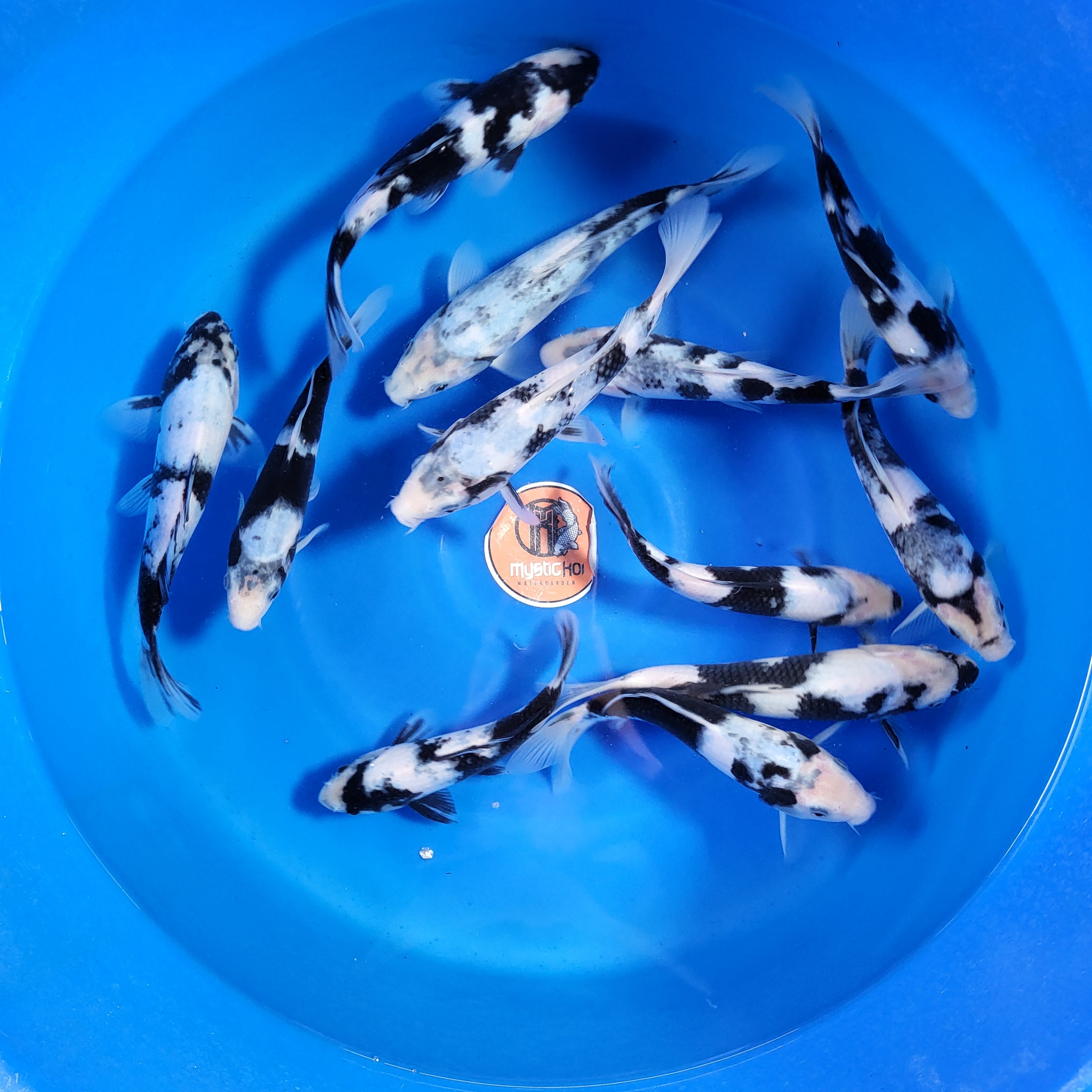 Omosako Shiro Utsuri Akanisai Omakase