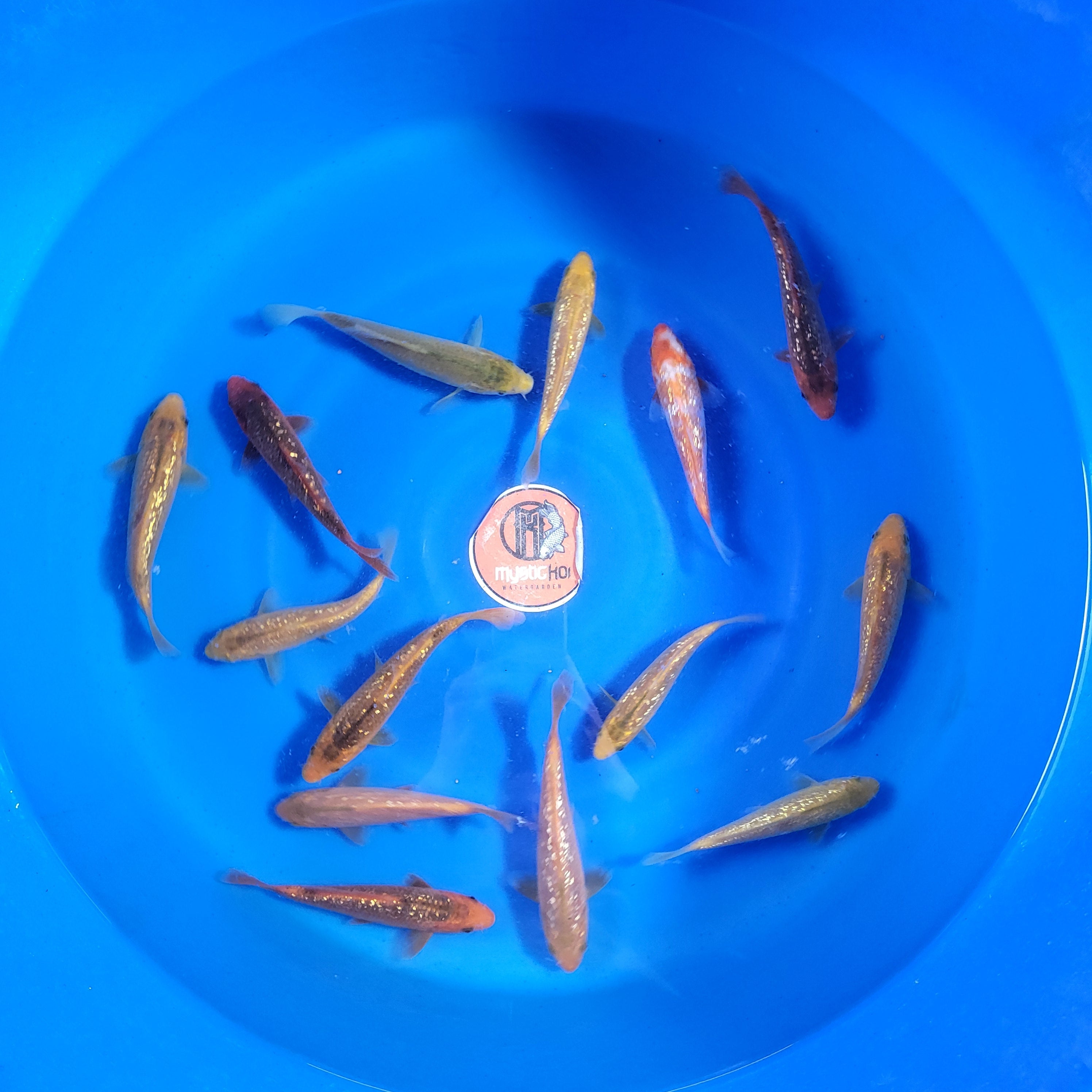 Taniguchi Golden Corn Omakase