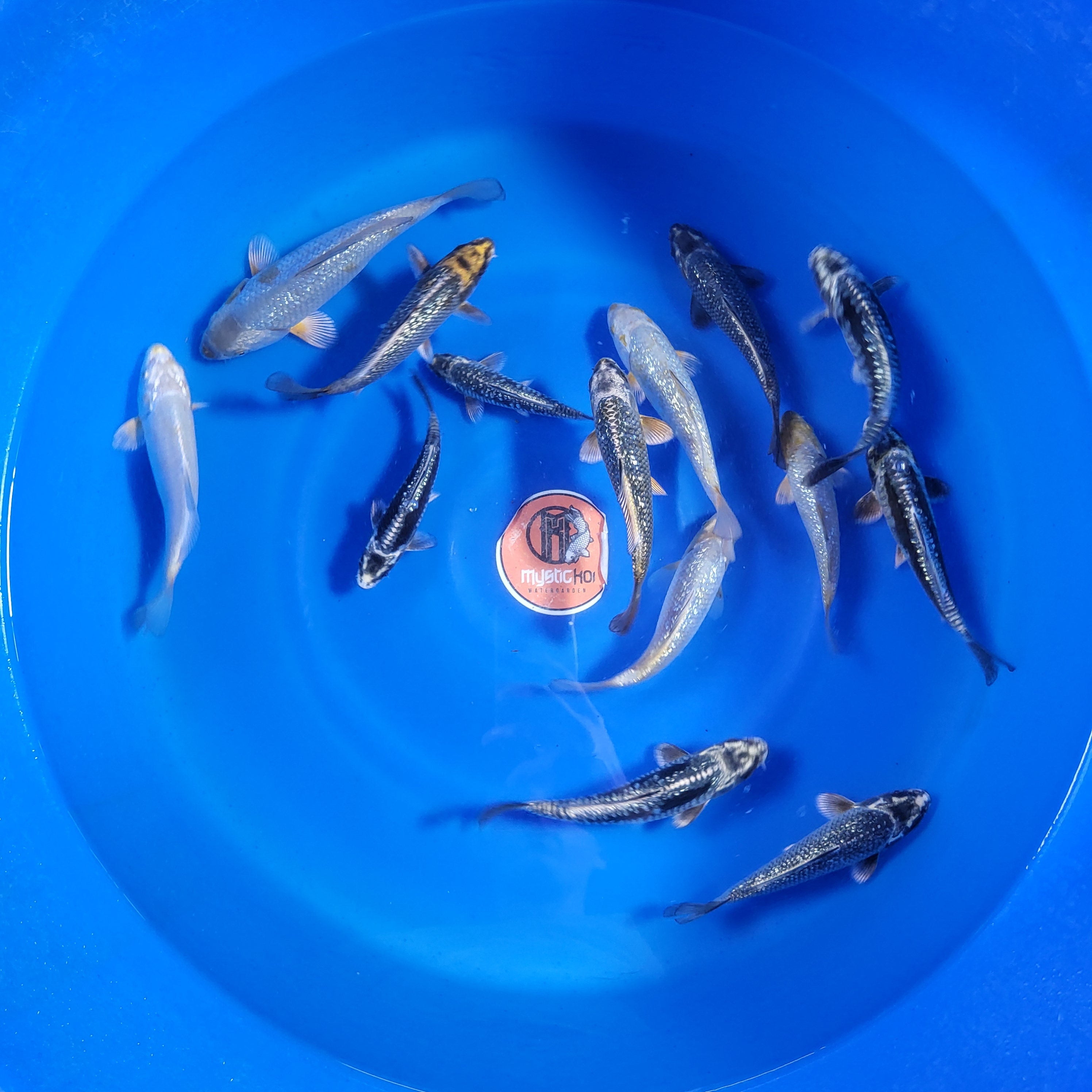 Taniguchi Kawari Omakase