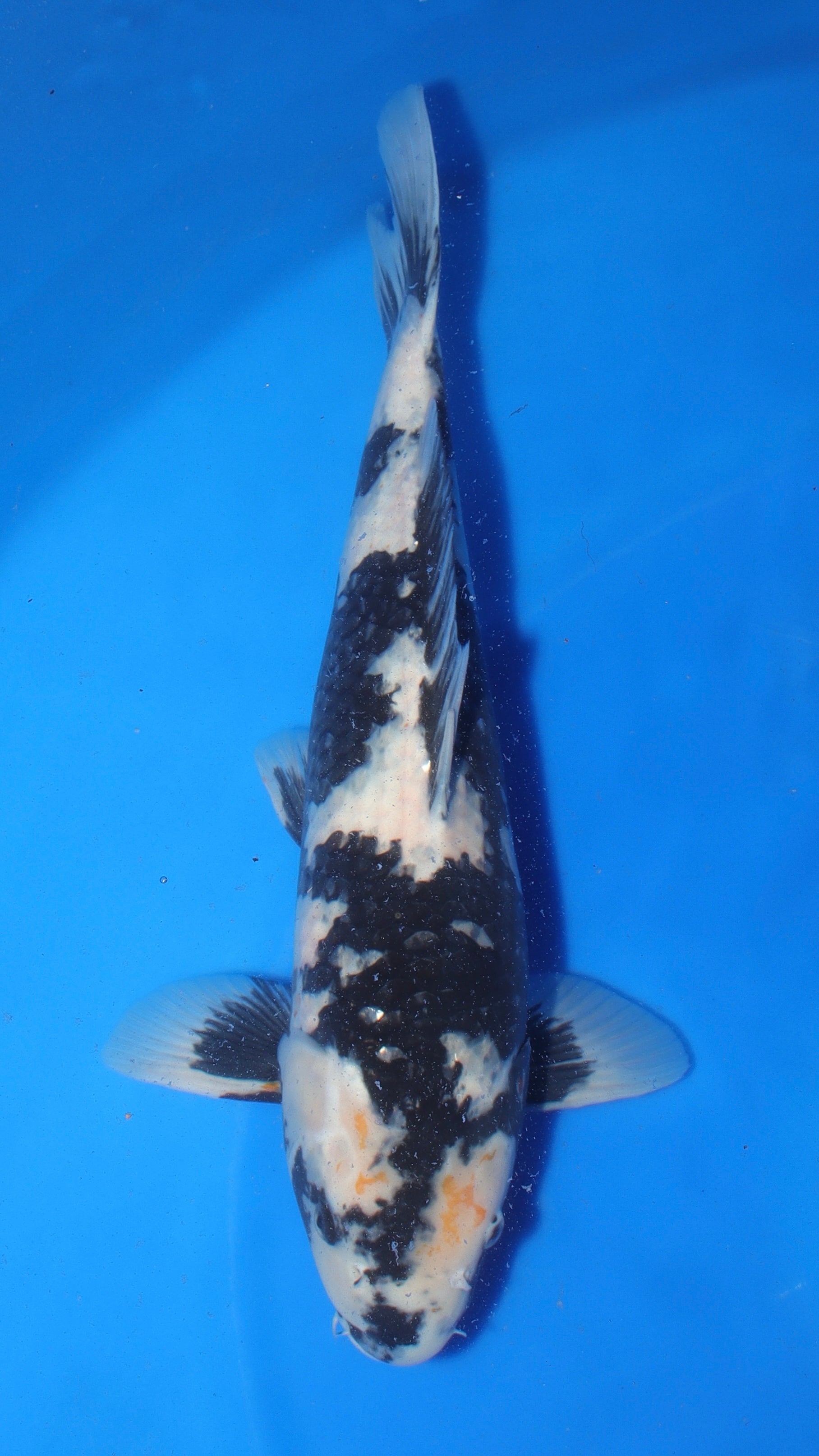Pretty Bois — 2026 Omosako Shiro Utsuri Grow-Out Contest