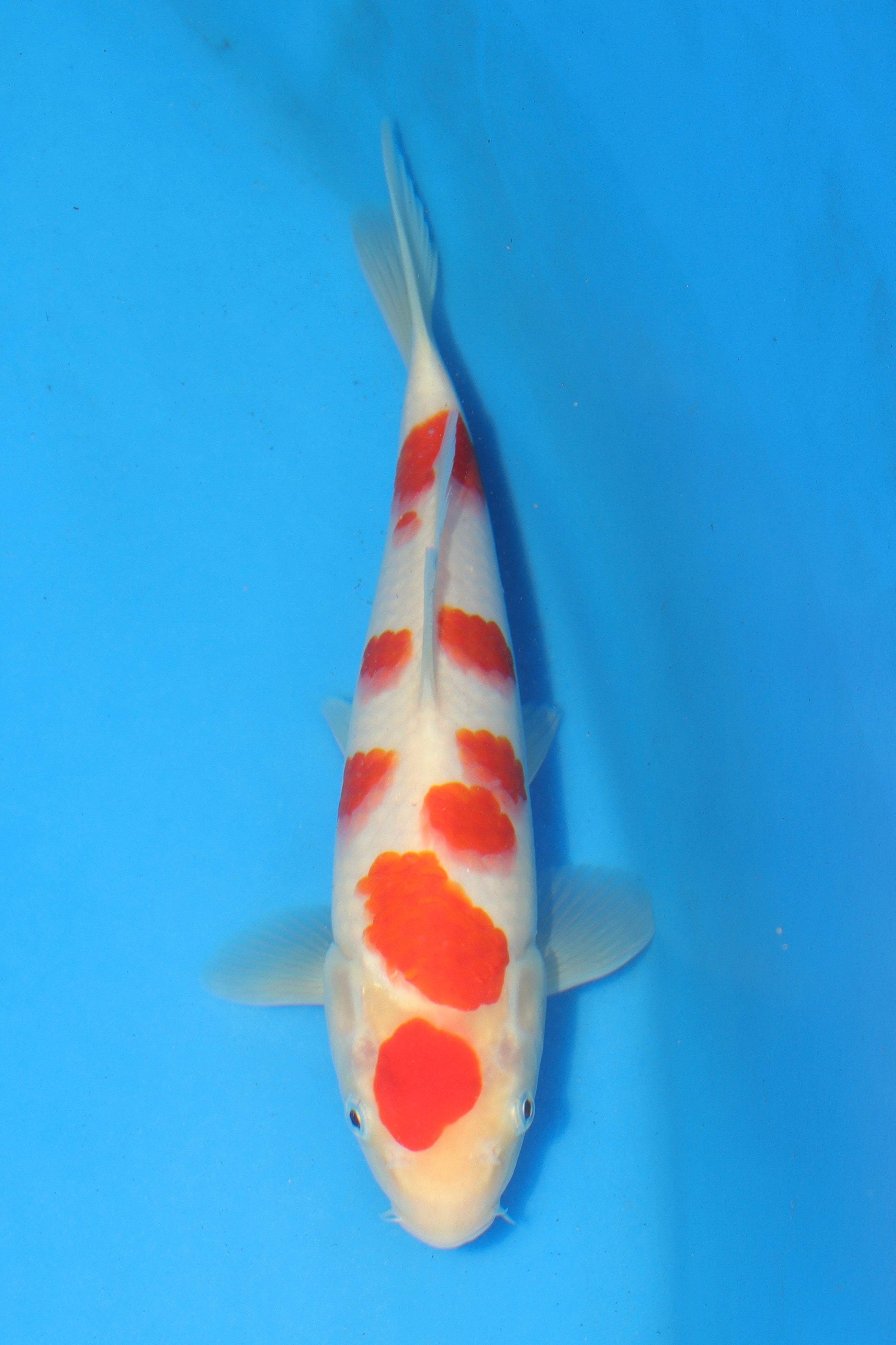 Kohaku T-05