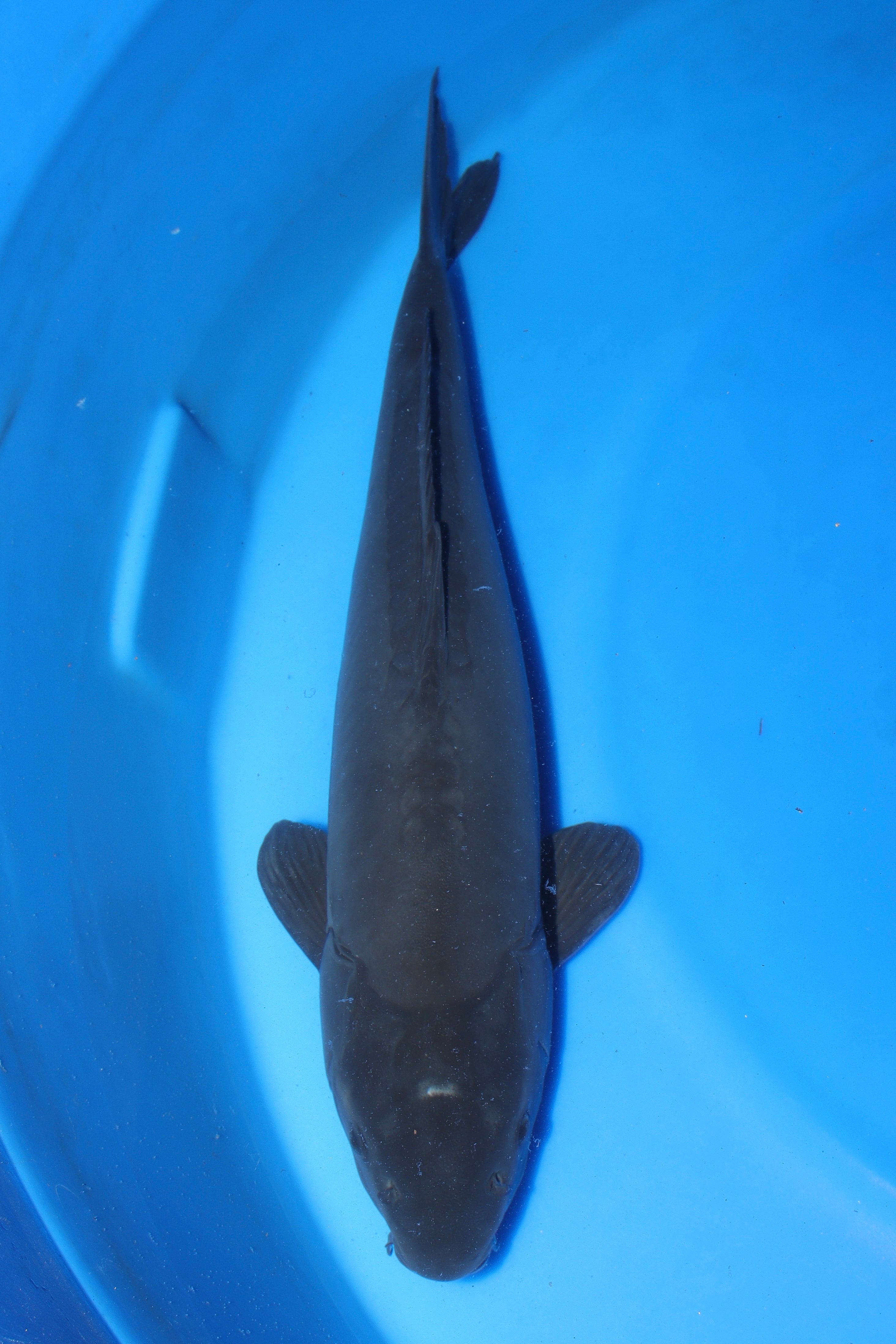 Doitsu Karasugoi JA-8