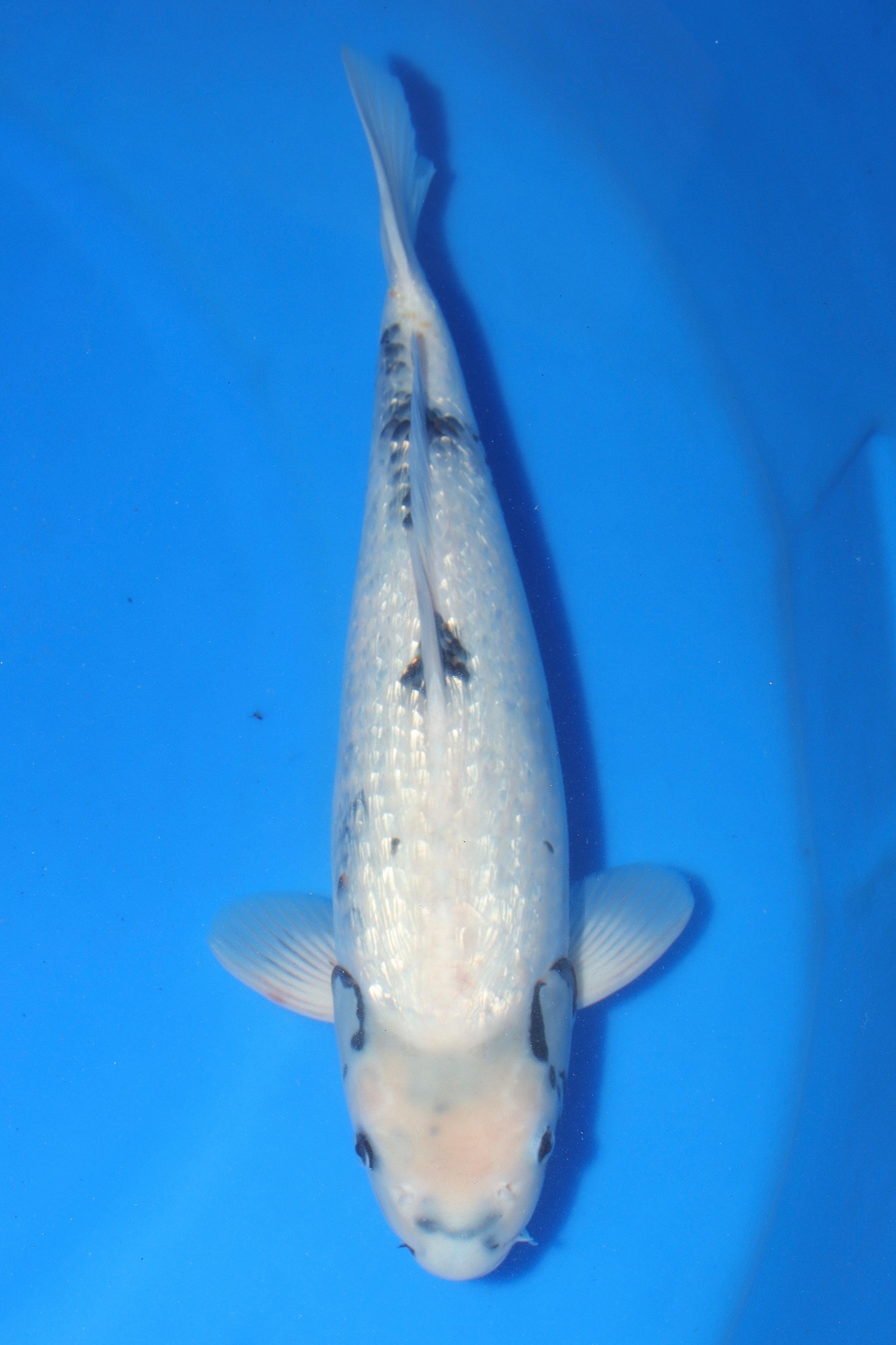 Ginrin Shiro Utsuri JA-12