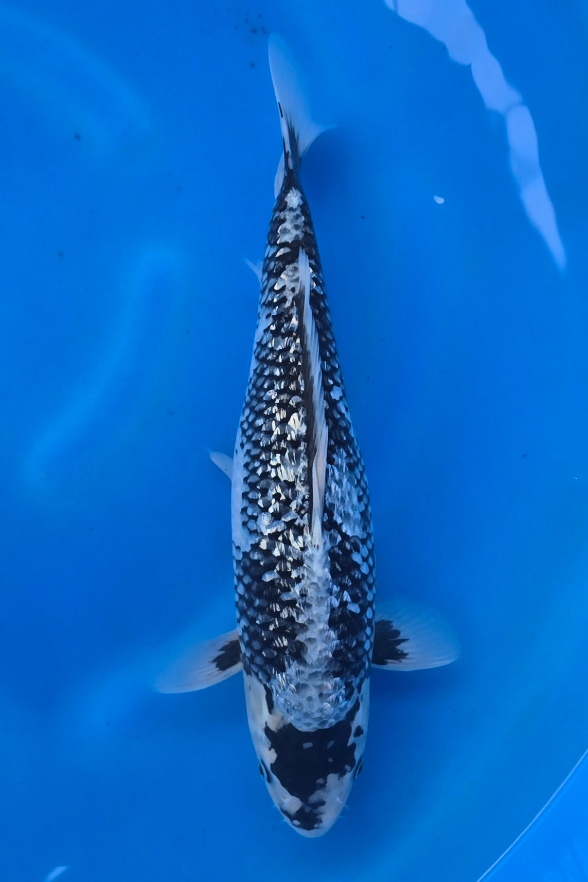 GinRin Haijiro TG-07