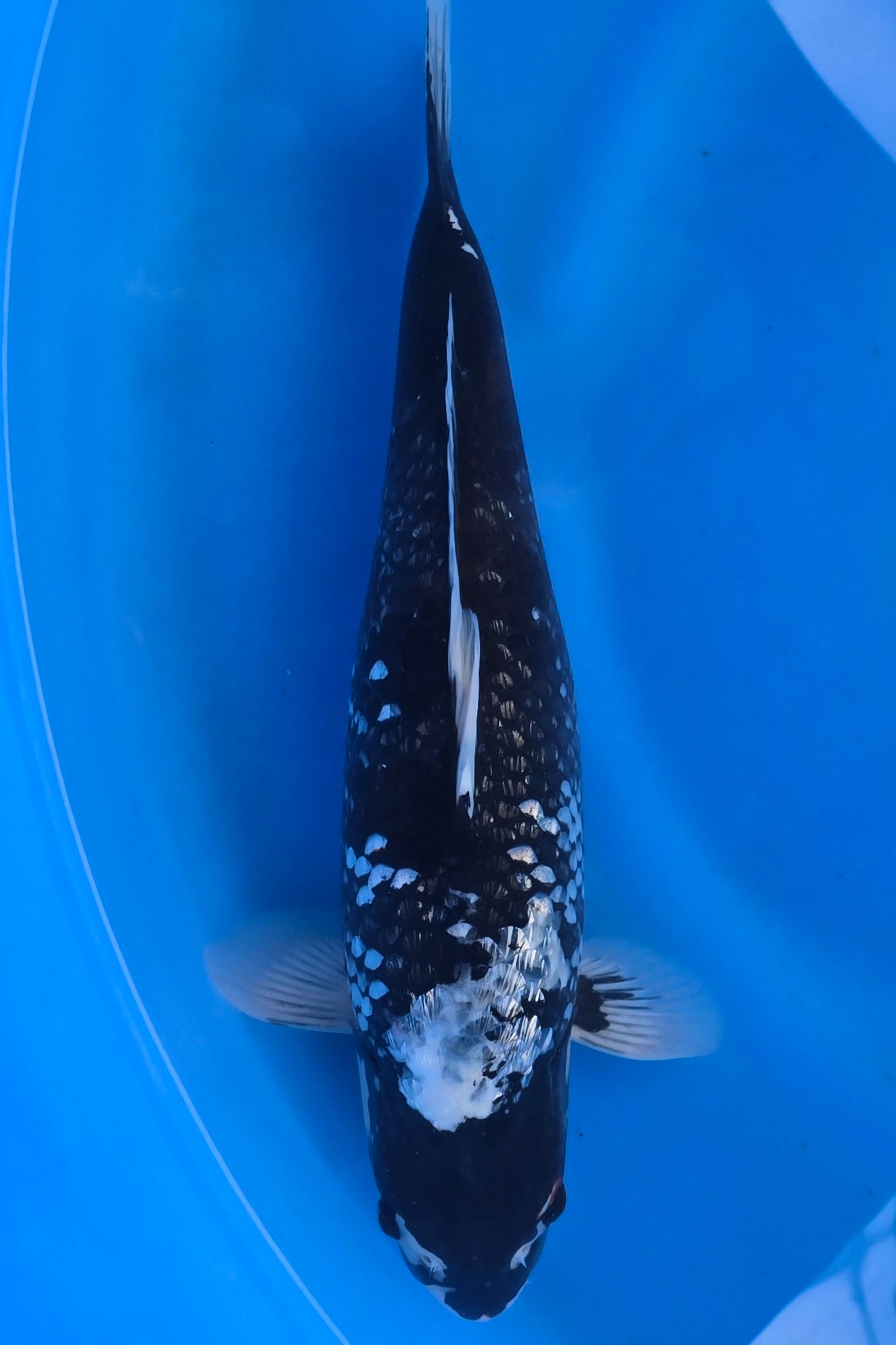 GinRin Haijiro TG-08