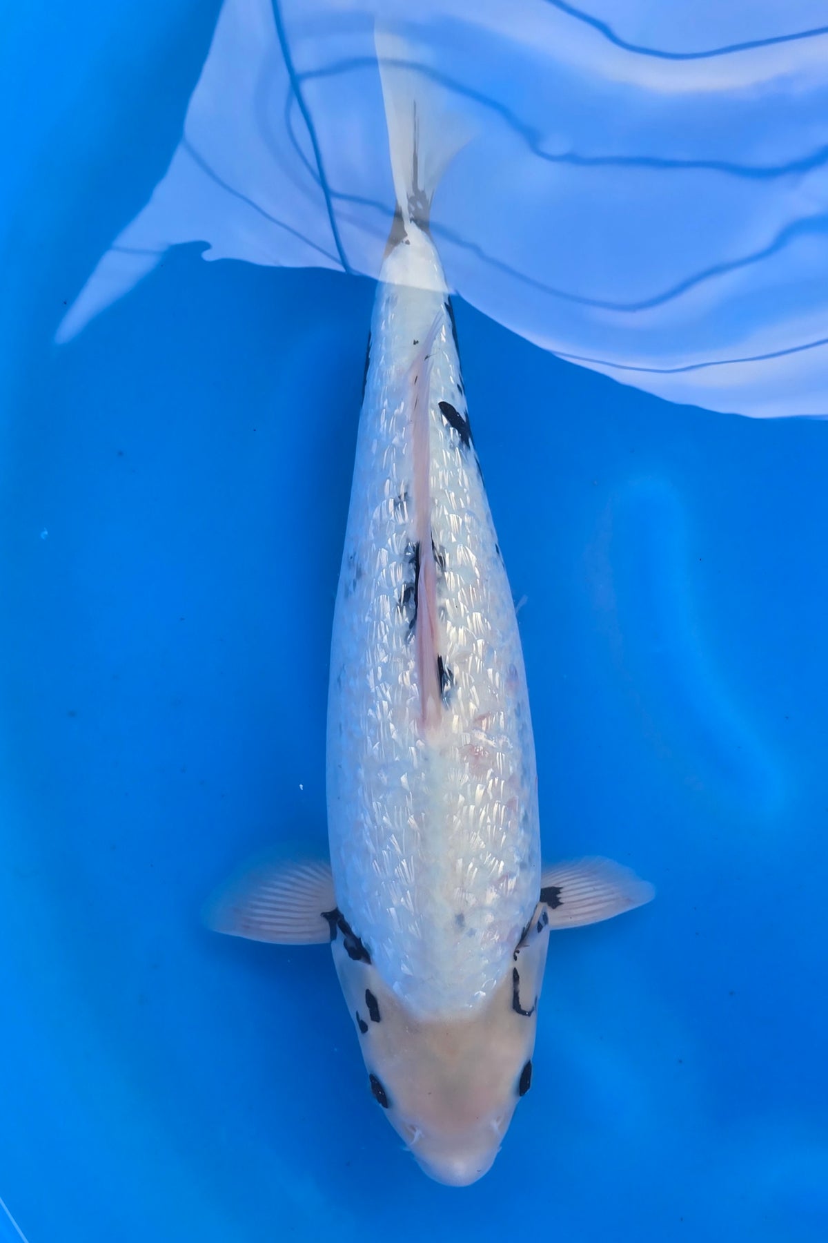 GinRin Haijiro TG-06 - Japanese koi fish for sale at Mystic Koi