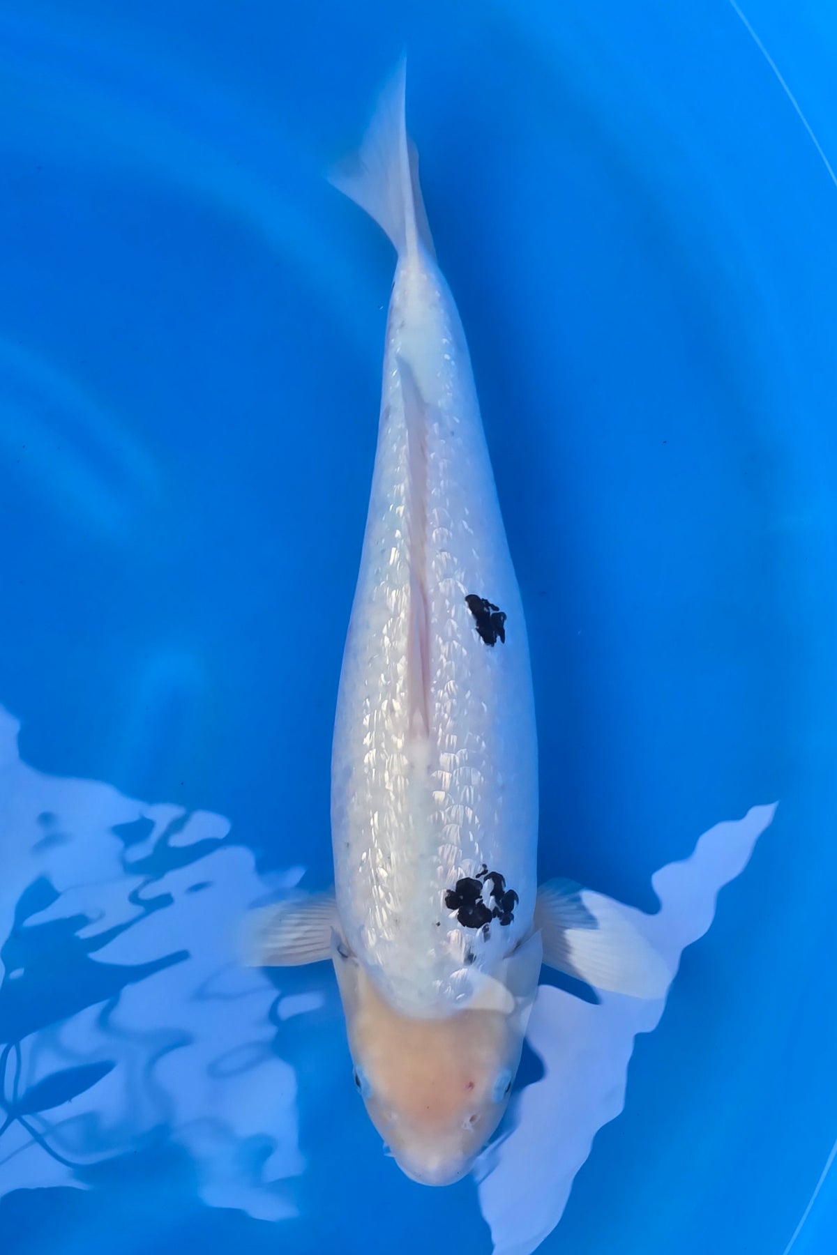 GinRin Haijiro TG-05 - Japanese koi fish for sale at Mystic Koi