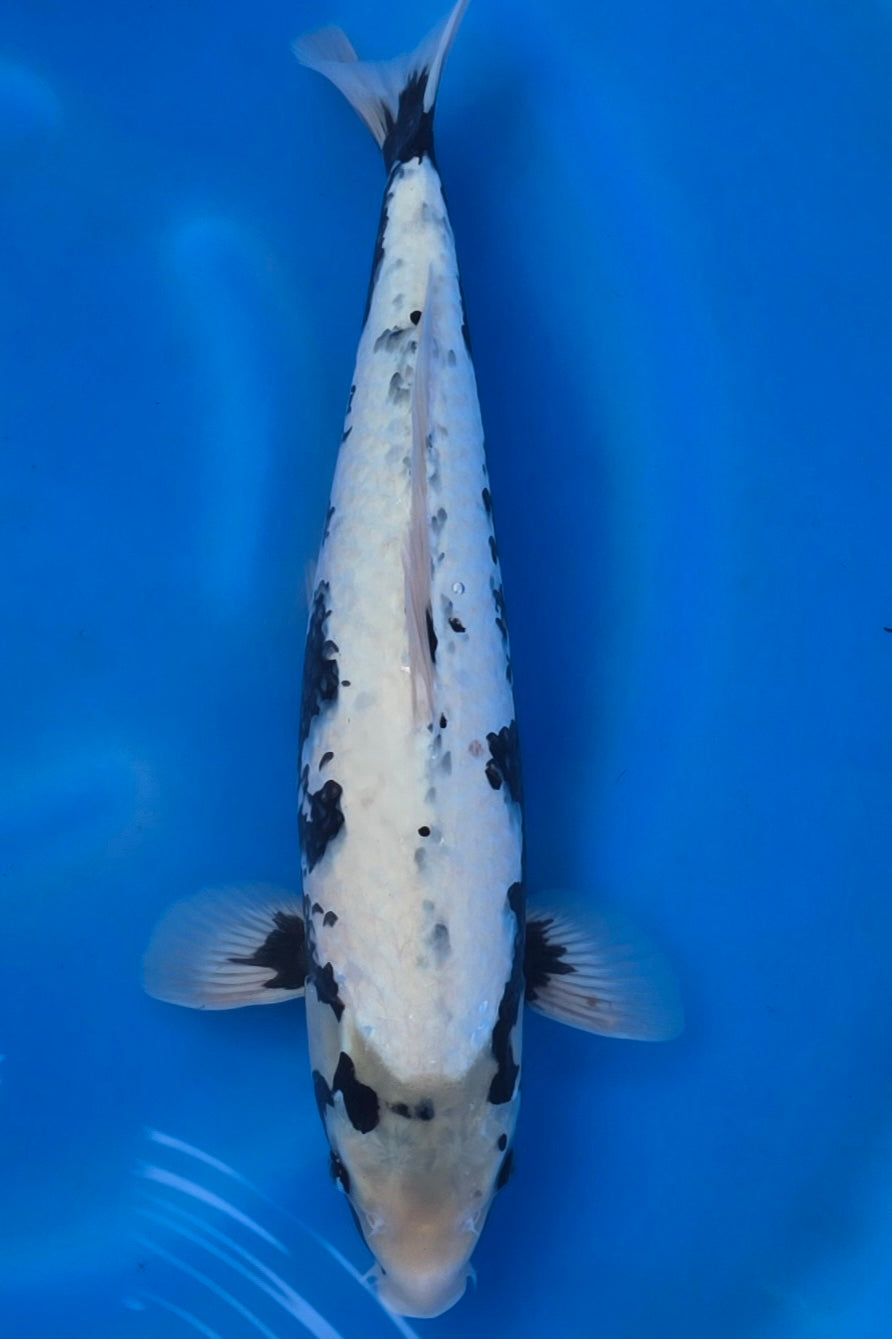 GinRin Haijiro TG-03 - Japanese koi fish for sale at Mystic Koi