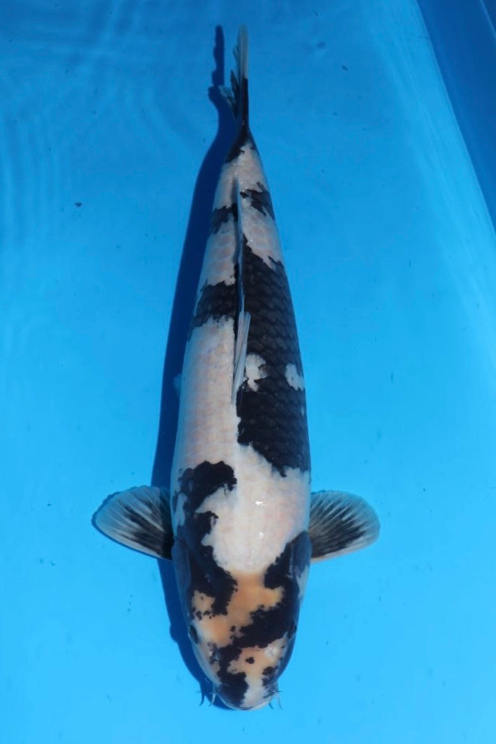 Shiro Utsuri (Black & White) koi fish from Omosako for sale at Mystic Koi