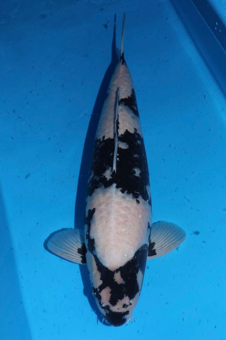 Shiro Utsuri (Black & White) koi fish from Omosako for sale at Mystic Koi
