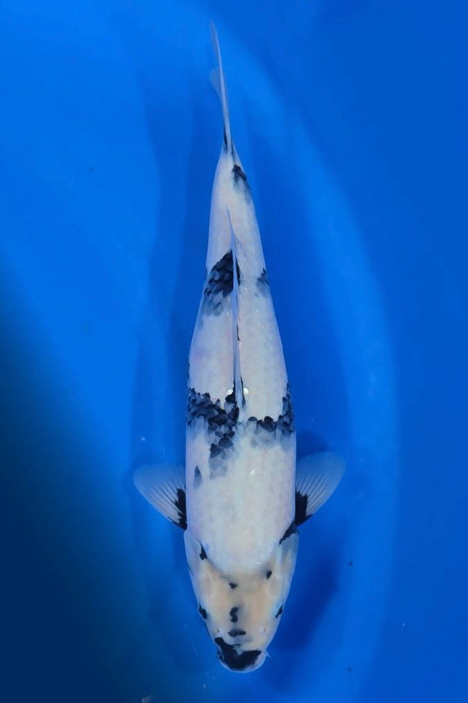 Shiro Utsuri (Black & White) koi fish 50cm (20") from Omosako for sale at Mystic Koi