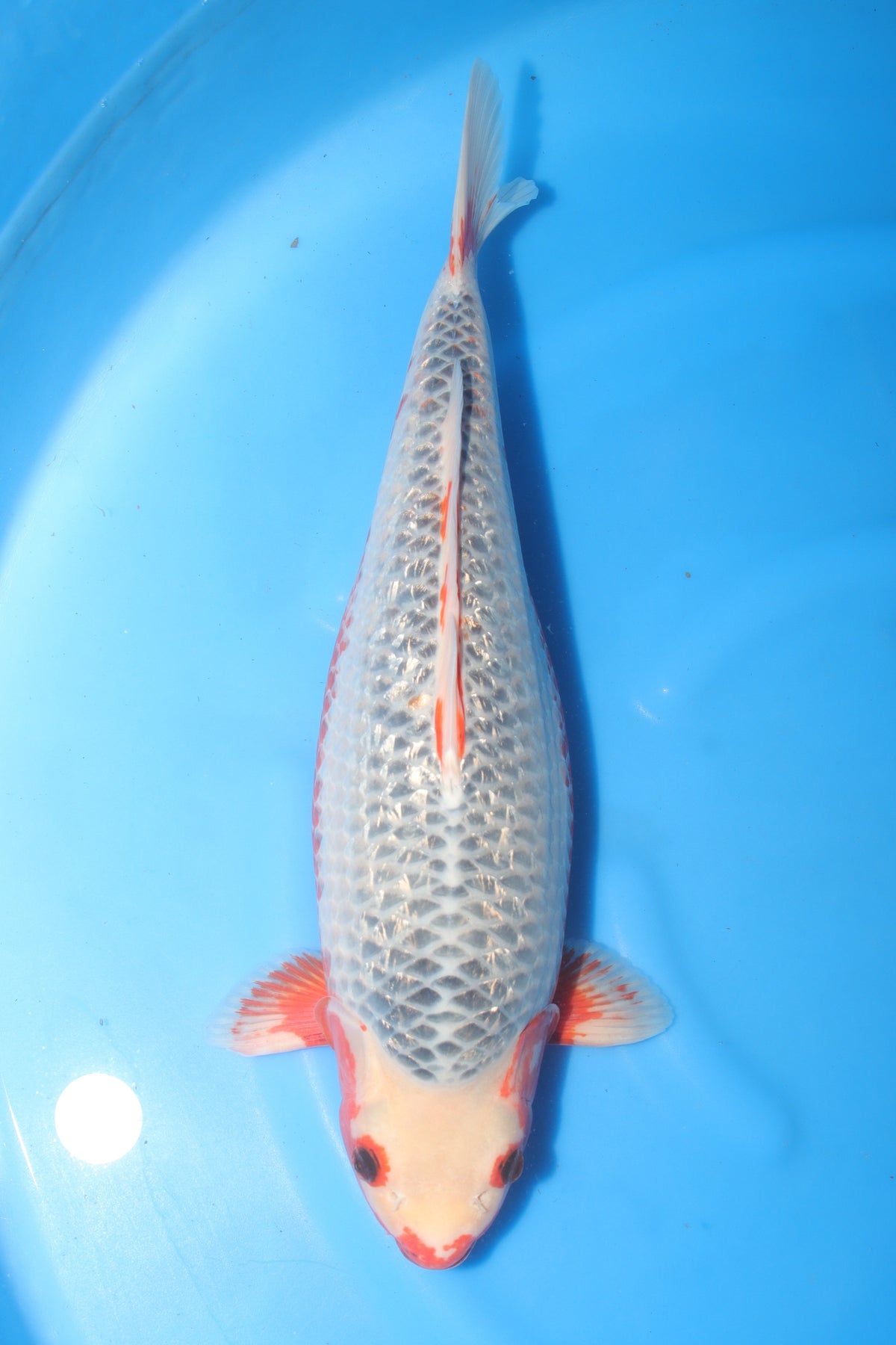 Asagi (Blue & Red) koi fish 50cm (20") from Koda for sale at Mystic Koi