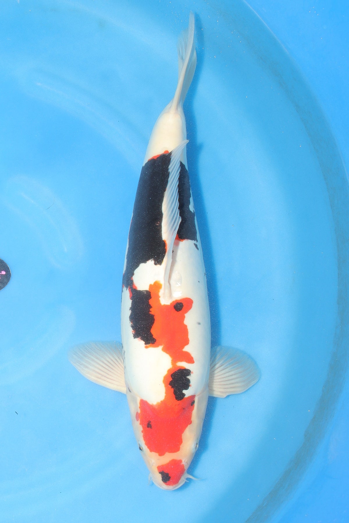 Kumonryu (Black & White) koi fish 55cm (22") from Koda for sale at Mystic Koi
