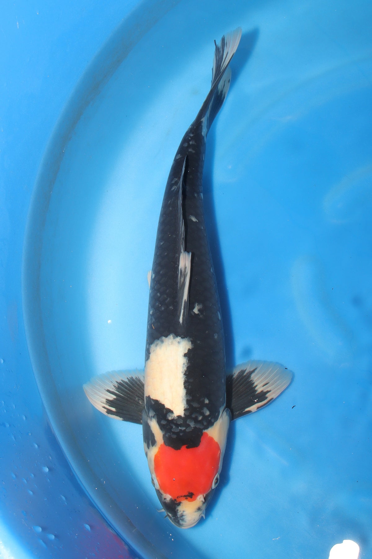 Showa (Black, Red & White) koi fish 55cm (22") from Koda for sale at Mystic Koi