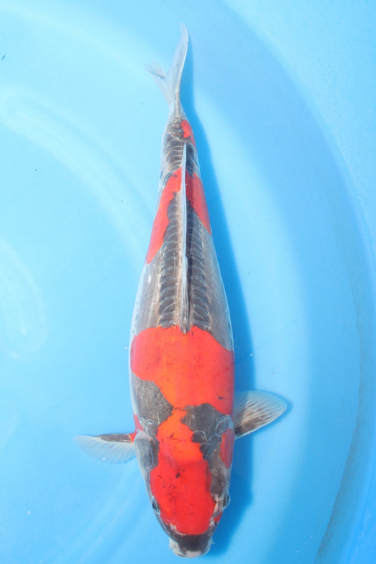 Goshiki (Five Colors) koi fish 55cm (22") from Koda for sale at Mystic Koi