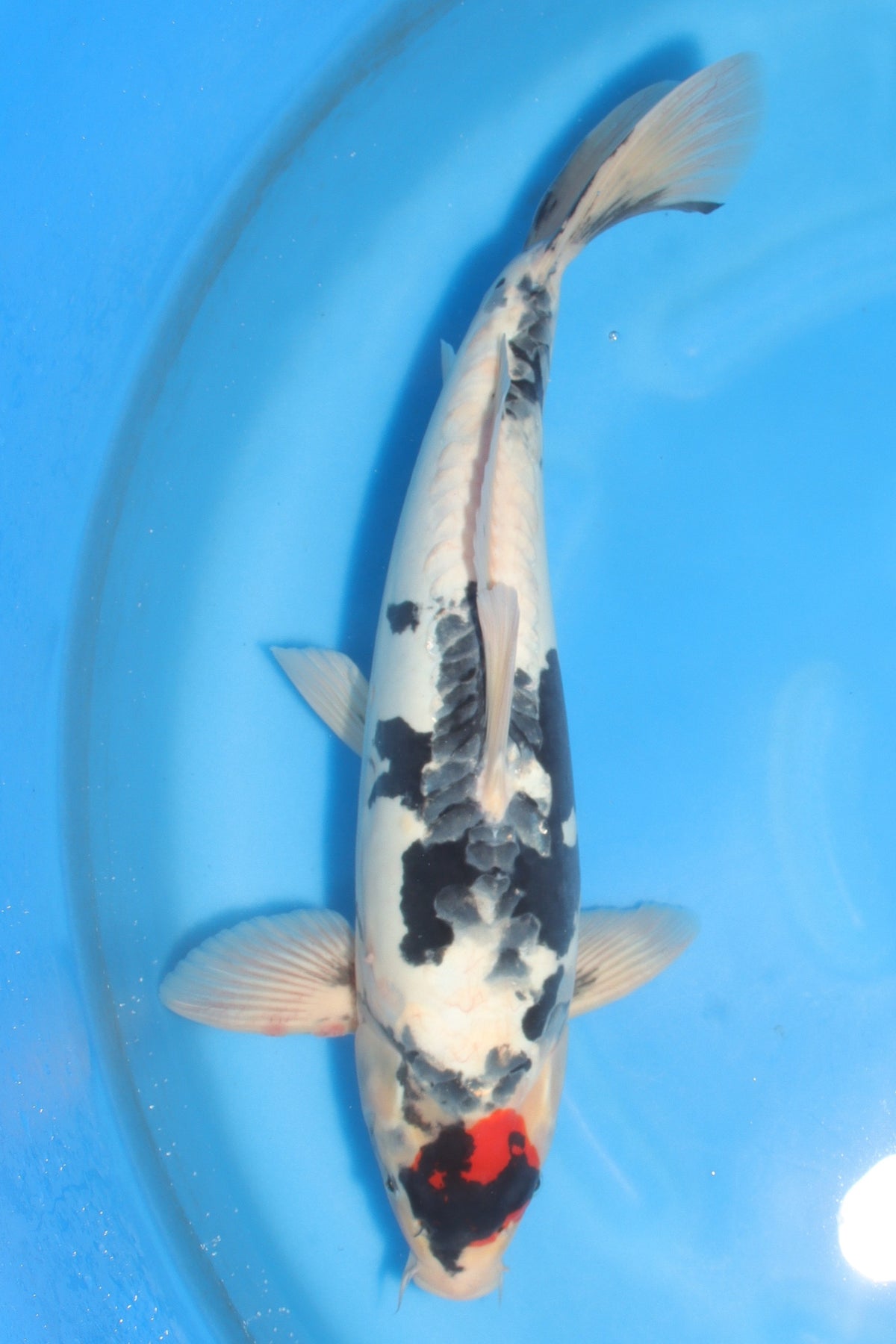 Showa (Black, Red & White) koi fish 55cm (22") from Koda for sale at Mystic Koi