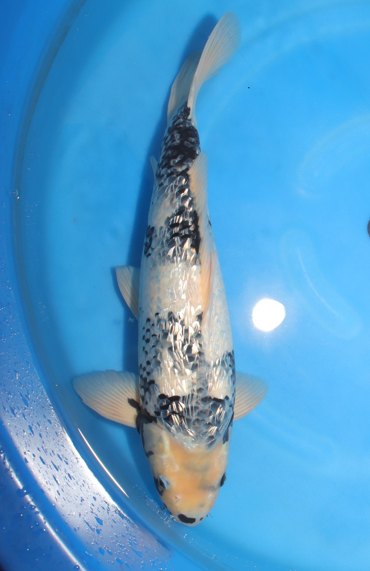 Shiro Utsuri (Black & White) koi fish 55cm (22") from Koda for sale at Mystic Koi