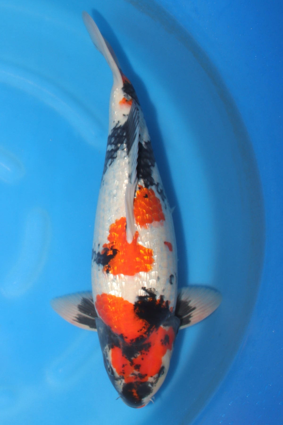 Showa (Black, Red & White) koi fish 55cm (22") from Koda for sale at Mystic Koi