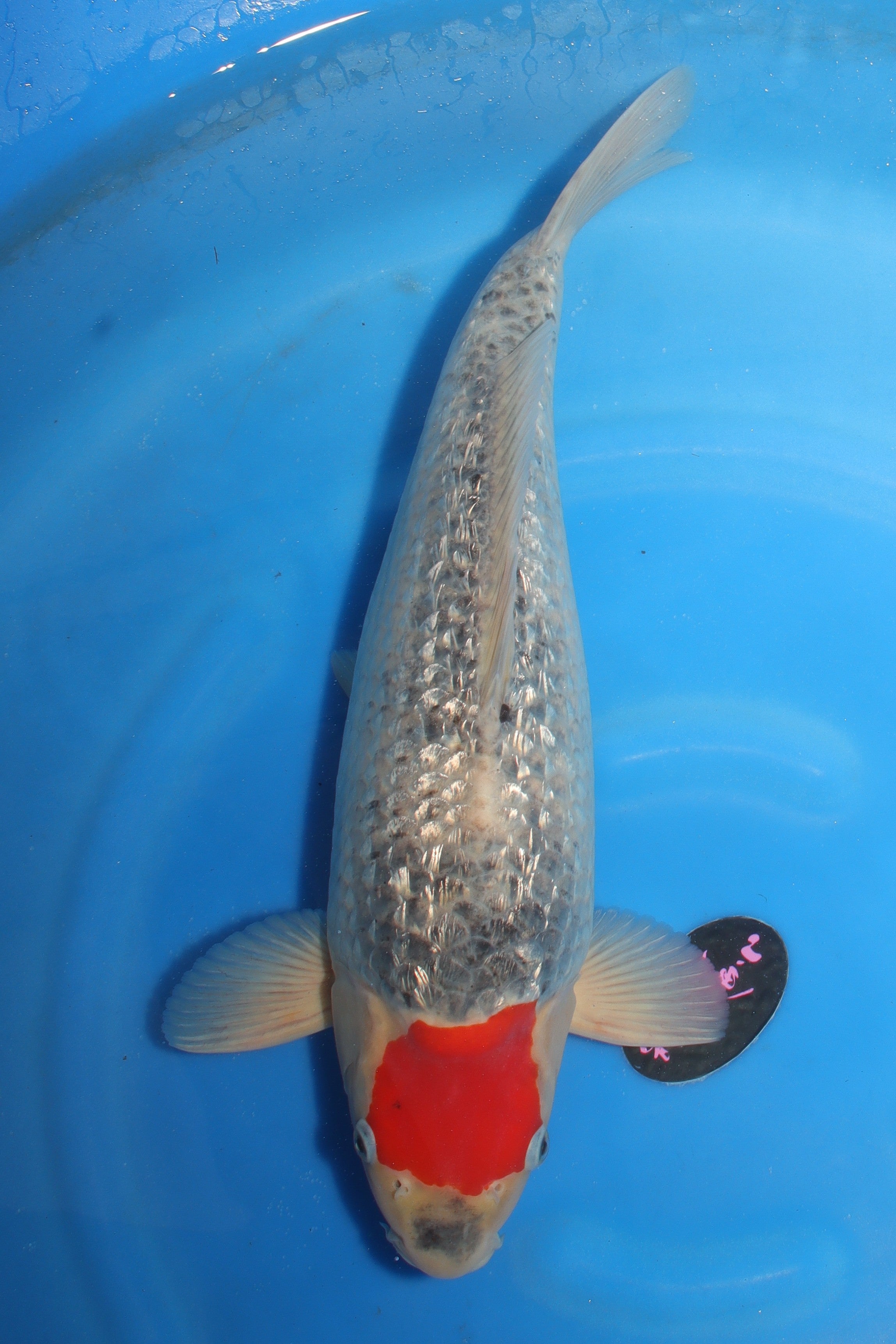 GinRin Tancho Goshiki KD-26