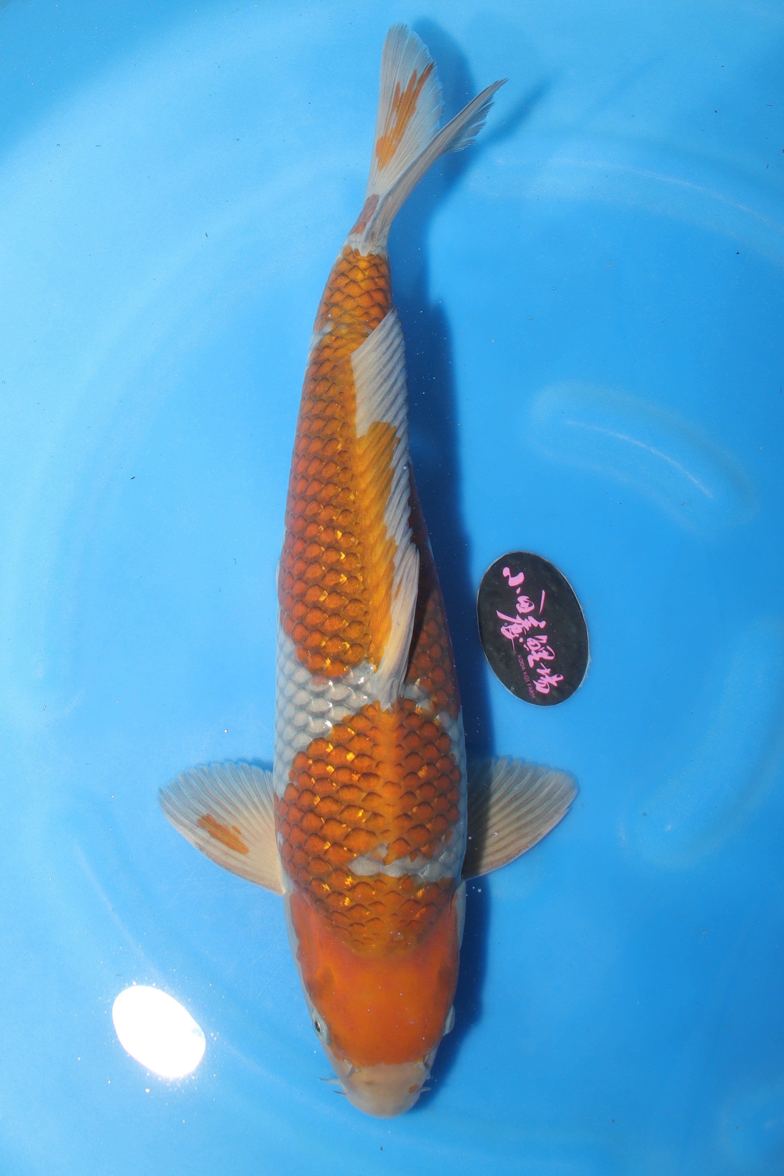 Ochiba (Grey & Brown) Koi 55cm (22