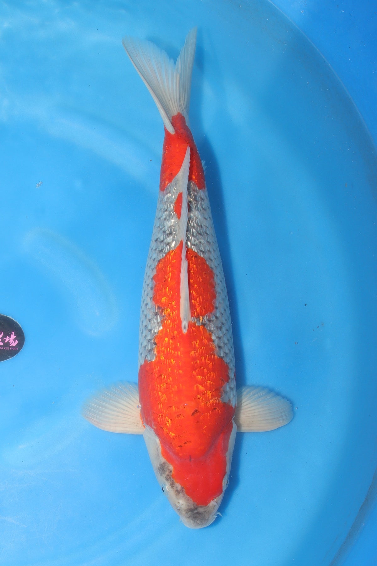 Goshiki (Five Colors) koi fish 55cm (22") from Koda for sale at Mystic Koi