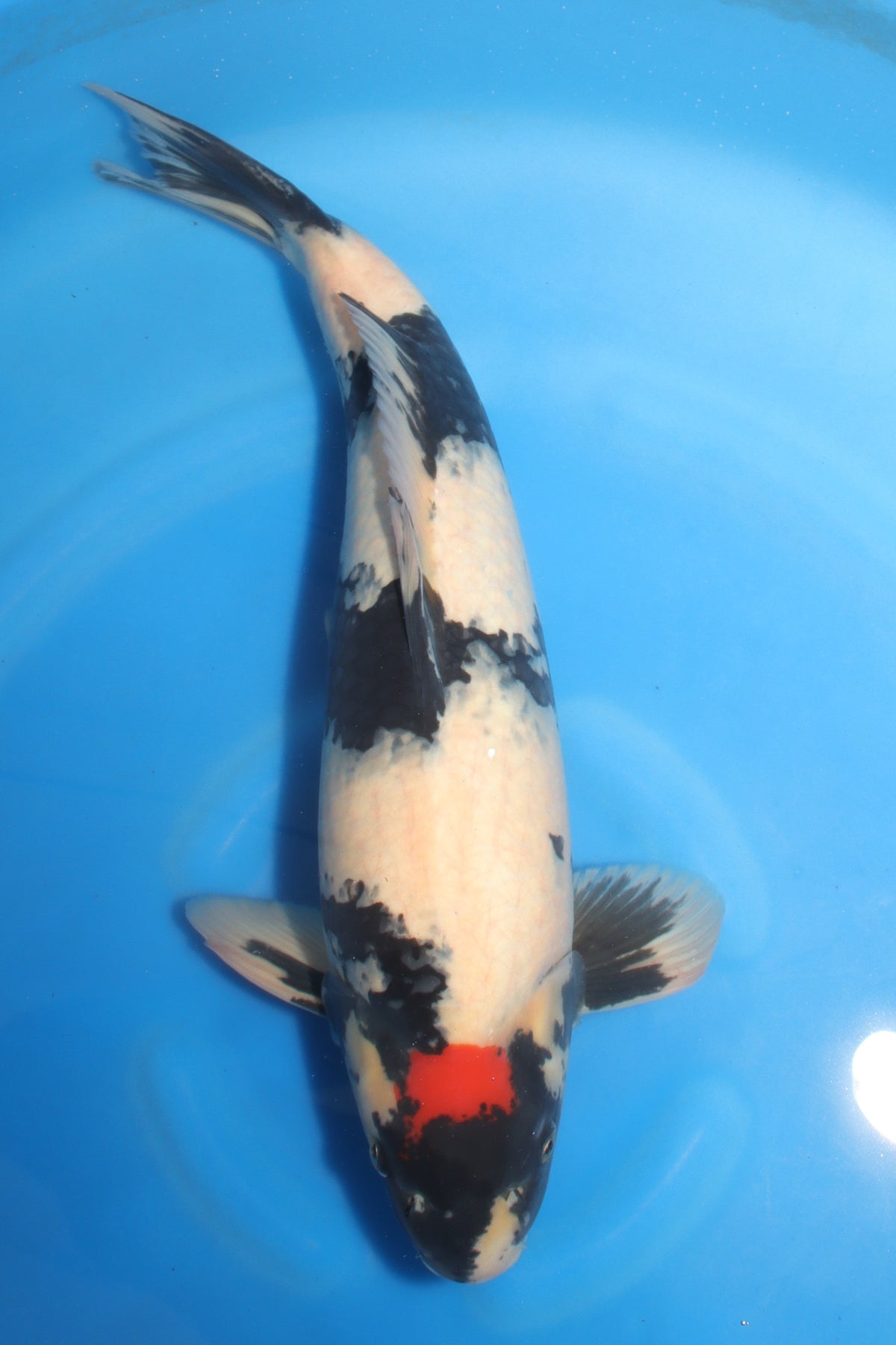 Showa (Black, Red & White) koi fish 55cm (22") from Koda for sale at Mystic Koi