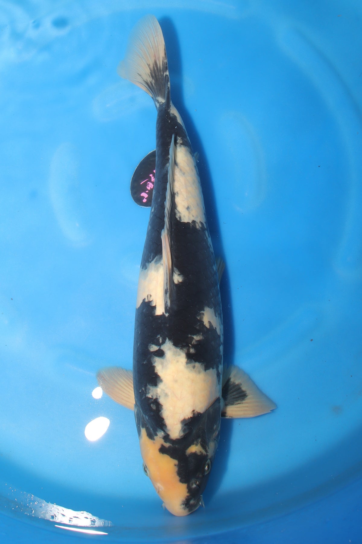 Shiro Utsuri (Black & White) koi fish 55cm (22") from Koda for sale at Mystic Koi