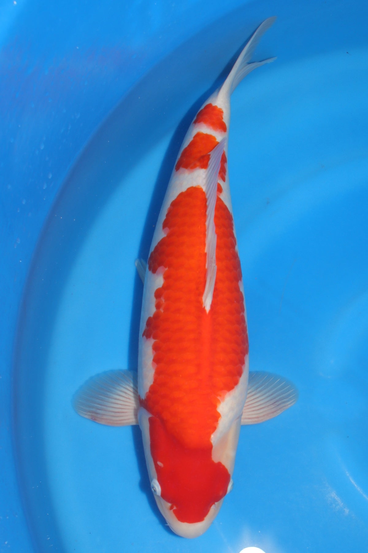 Kohaku (Red & White) koi fish from Torazo for sale at Mystic Koi