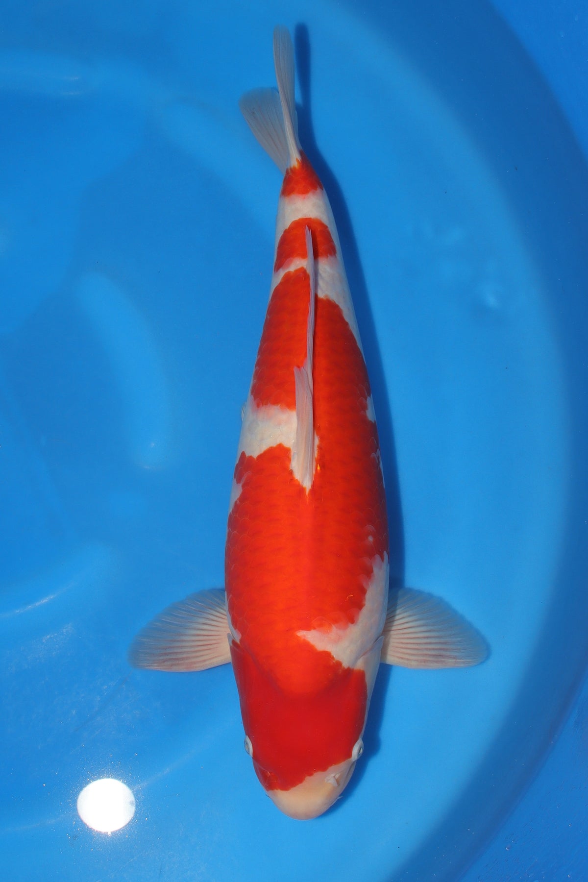 Kohaku (Red & White) koi fish from Torazo for sale at Mystic Koi