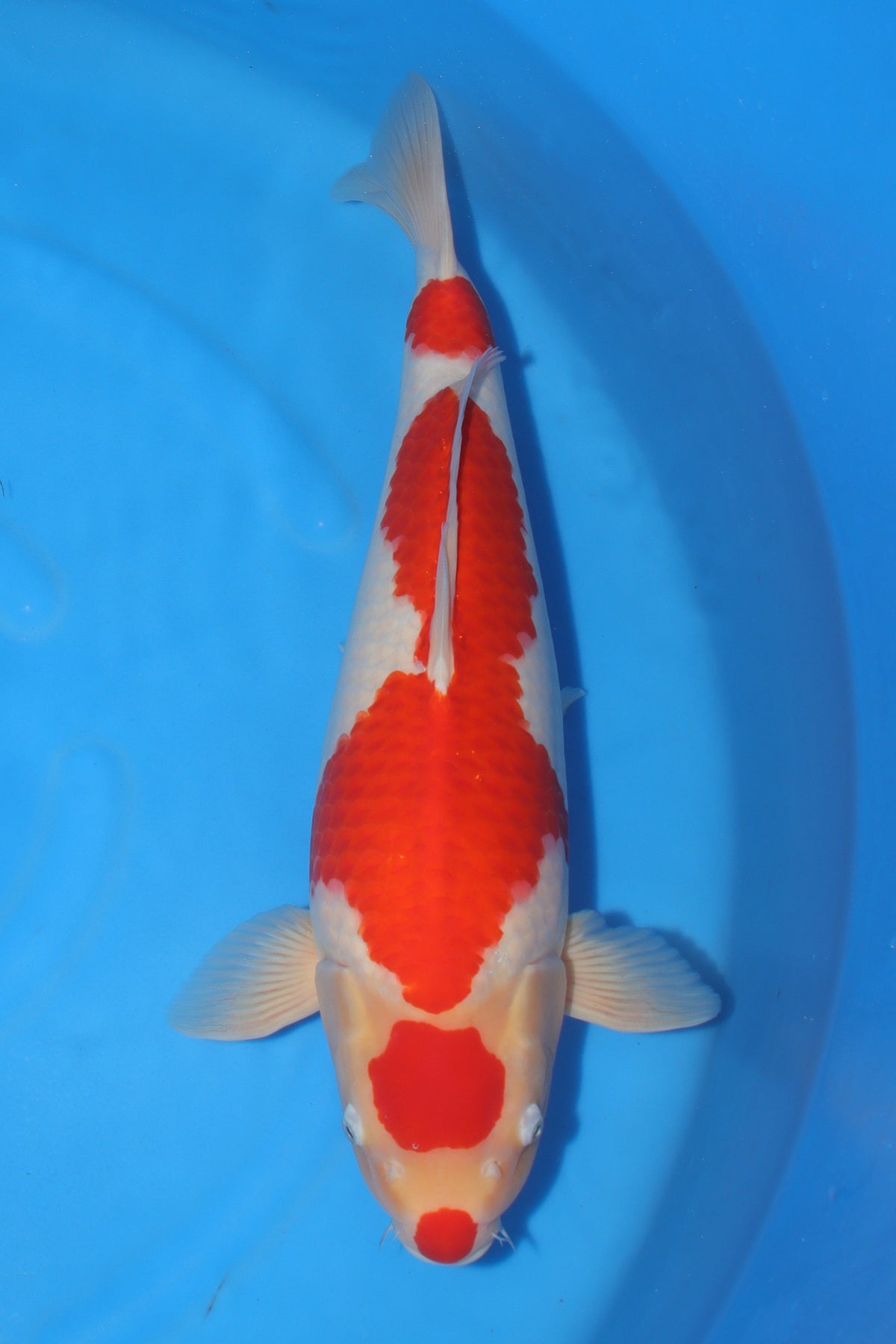 Kohaku (Red & White) koi fish from Torazo for sale at Mystic Koi