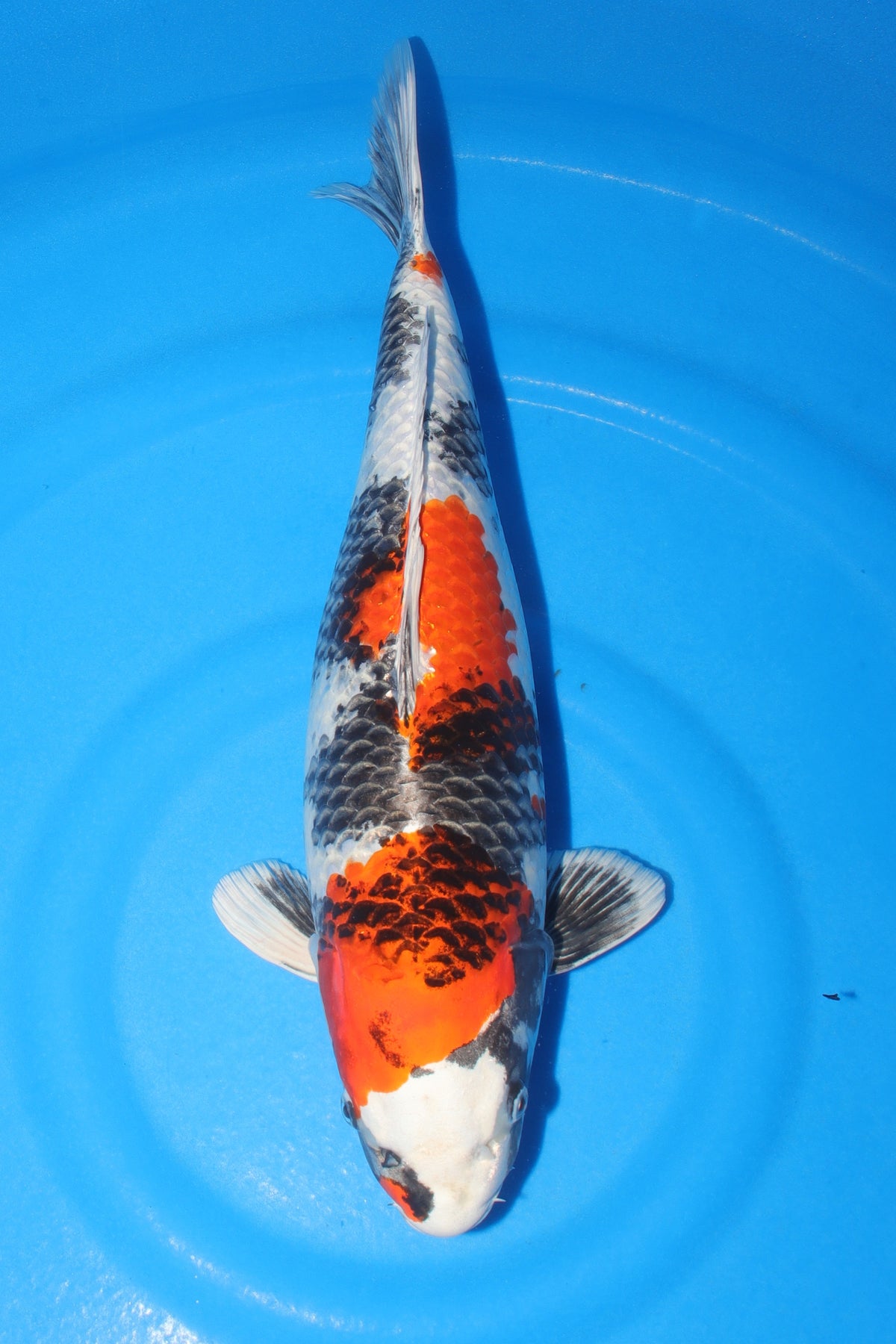 Kin Showa (Gold, Black & Red) koi fish 52cm (20") from Kanno for sale at Mystic Koi