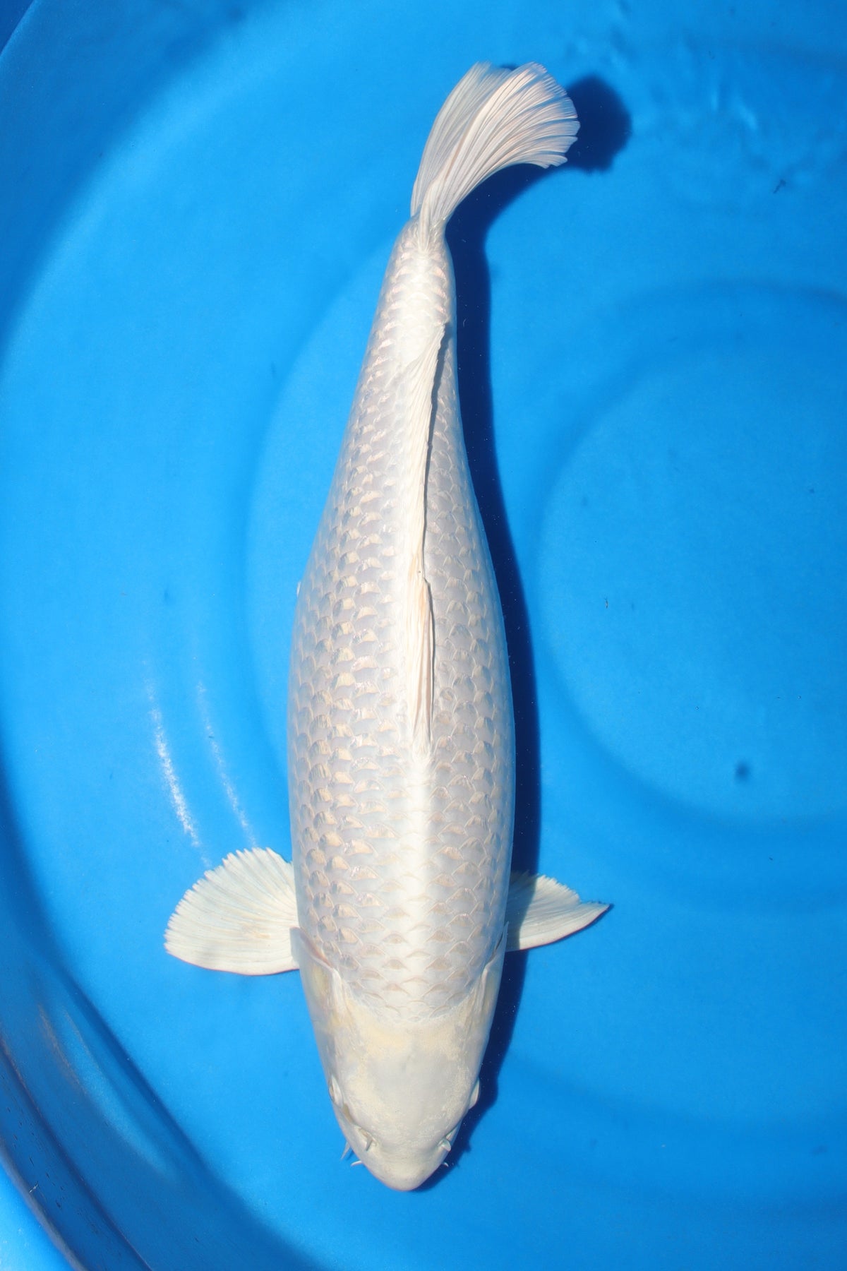 Ogon (Solid Gold/Platinum) koi fish 55cm (22") from Kanno for sale at Mystic Koi